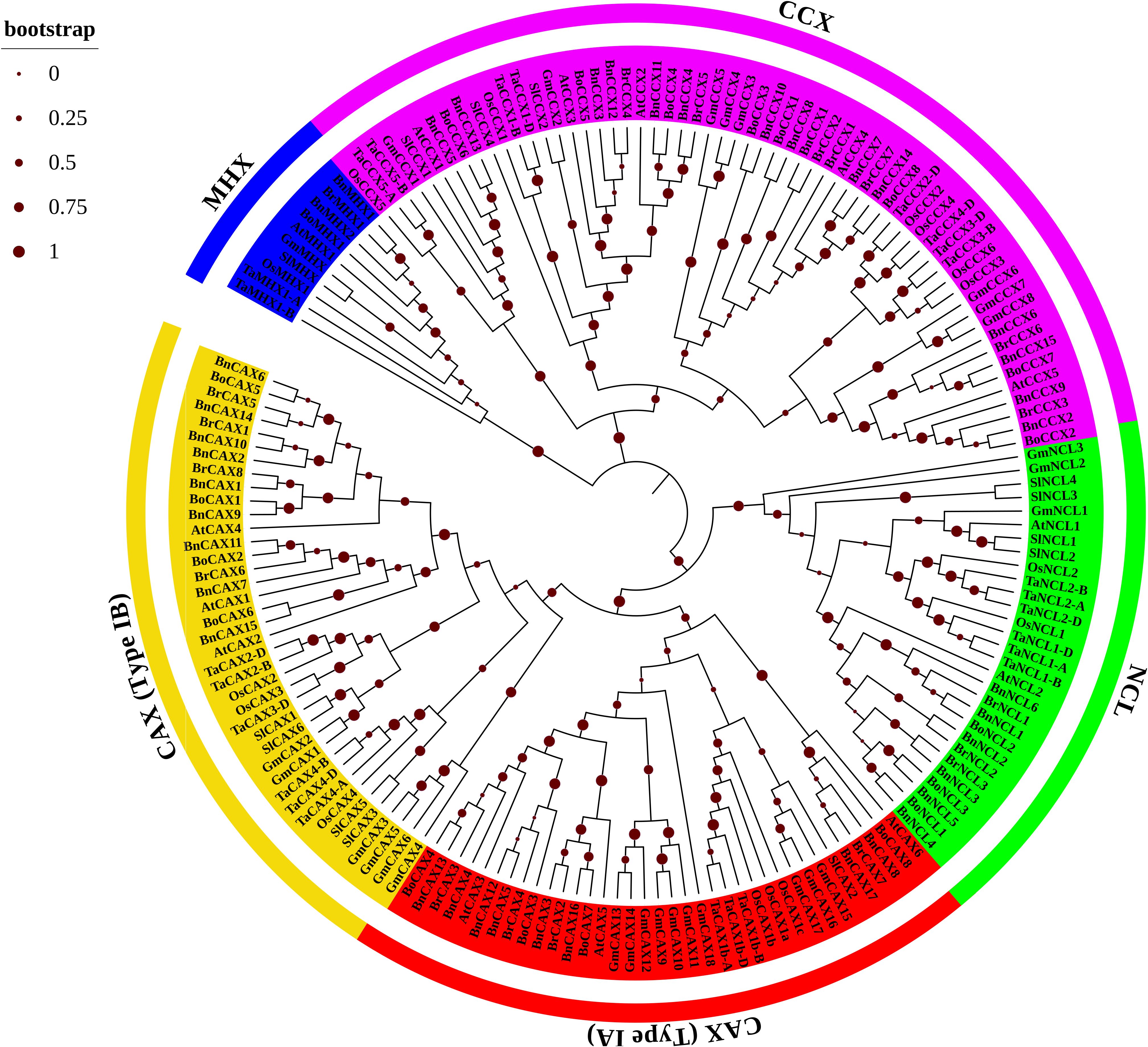 Circular phylogenetic tree depicting gene relationships among several species, categorized into groups: MHX (blue), CCX (purple), NCL (green), CAX Type IA (red), and CAX Type IB (yellow). Bootstrap values indicated by varying dot sizes.
