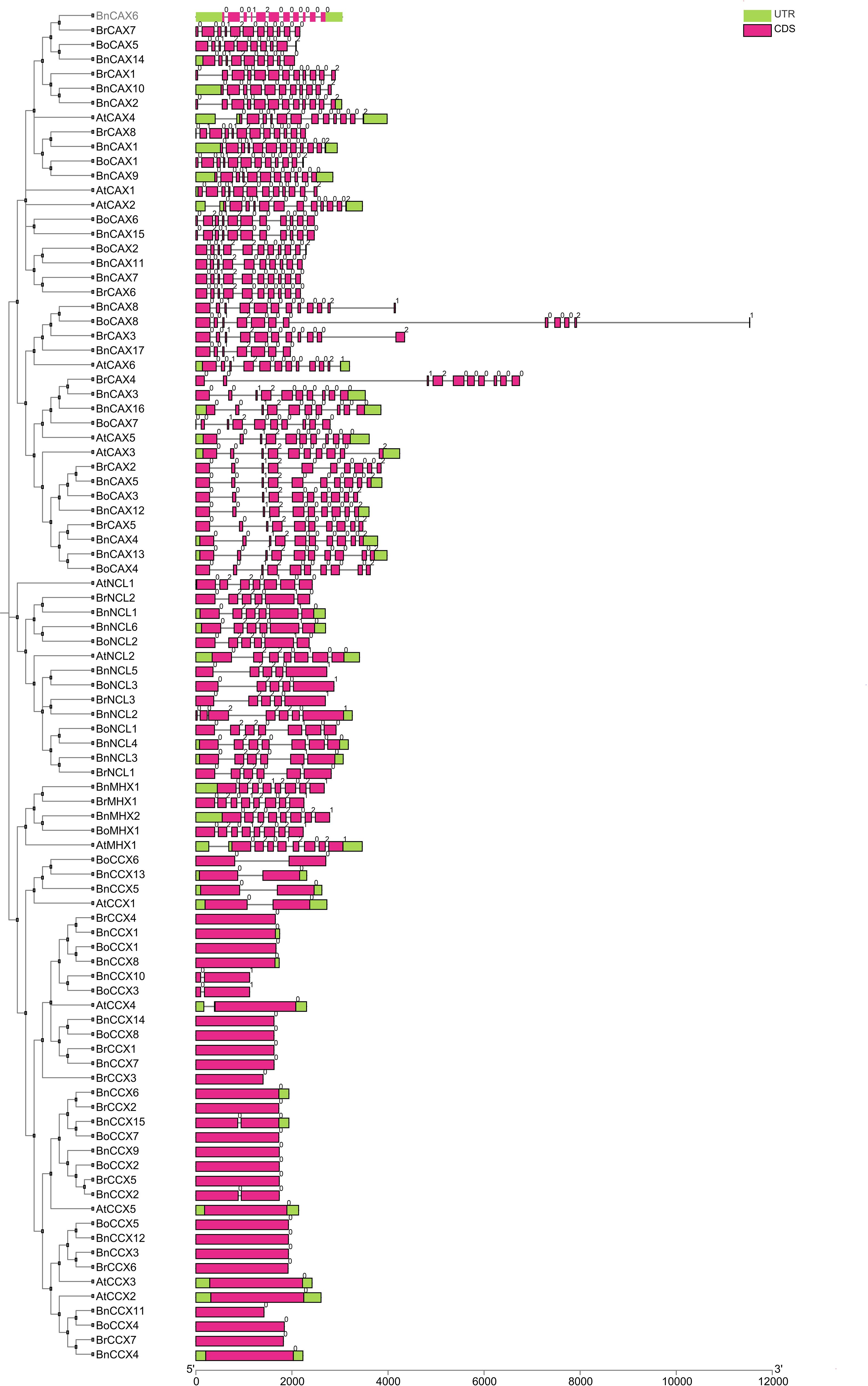 Vertical phylogenetic tree diagram displaying gene structures of various species, labeled on the left. Green rectangles represent untranslated regions (UTR), and pink rectangles indicate coding sequences (CDS). Legend at the top right specifies colors.