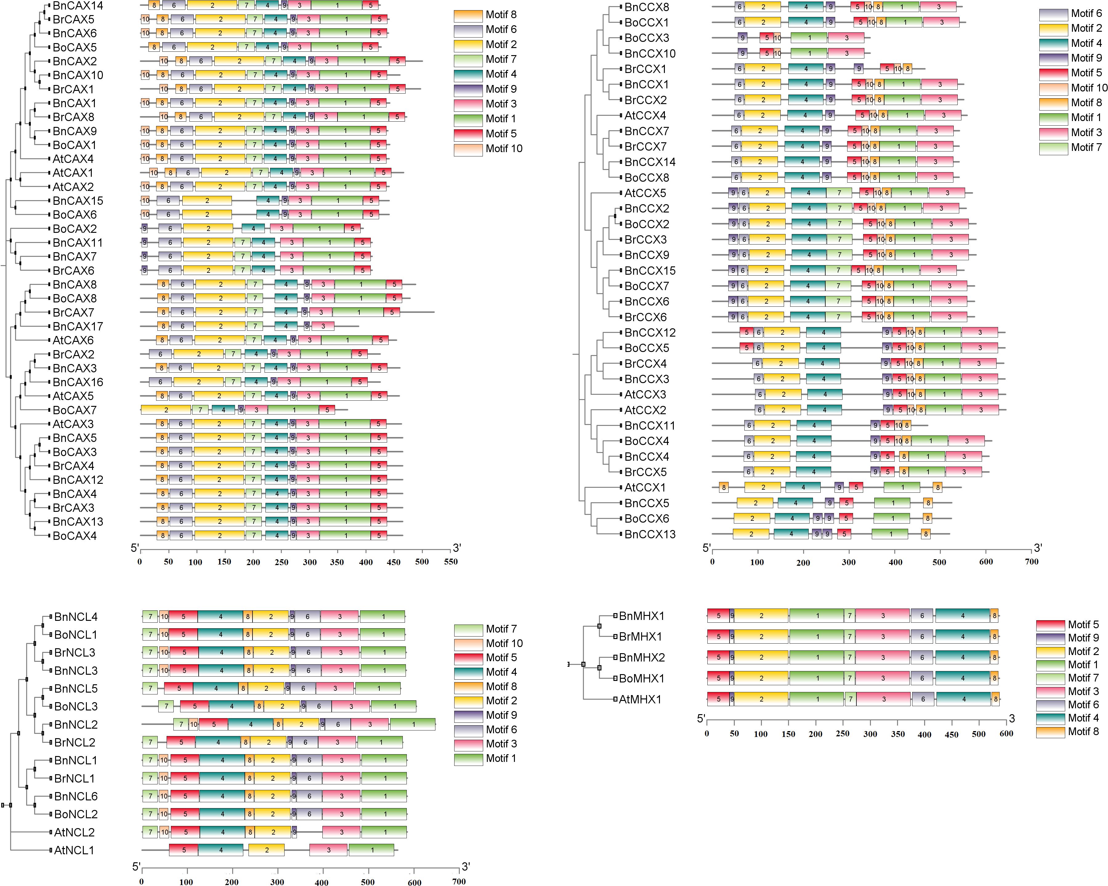 Hierarchical tree diagrams display sequence motifs of various plant proteins. Each protein sequence is marked with color-coded motifs labeled from one to ten. The diagrams include branch points and length scales, with labels indicating different proteins like BnCAX, AtNCL, and more. Color keys for motifs are provided on each panel, illustrating motif patterns and distributions across protein sequences.