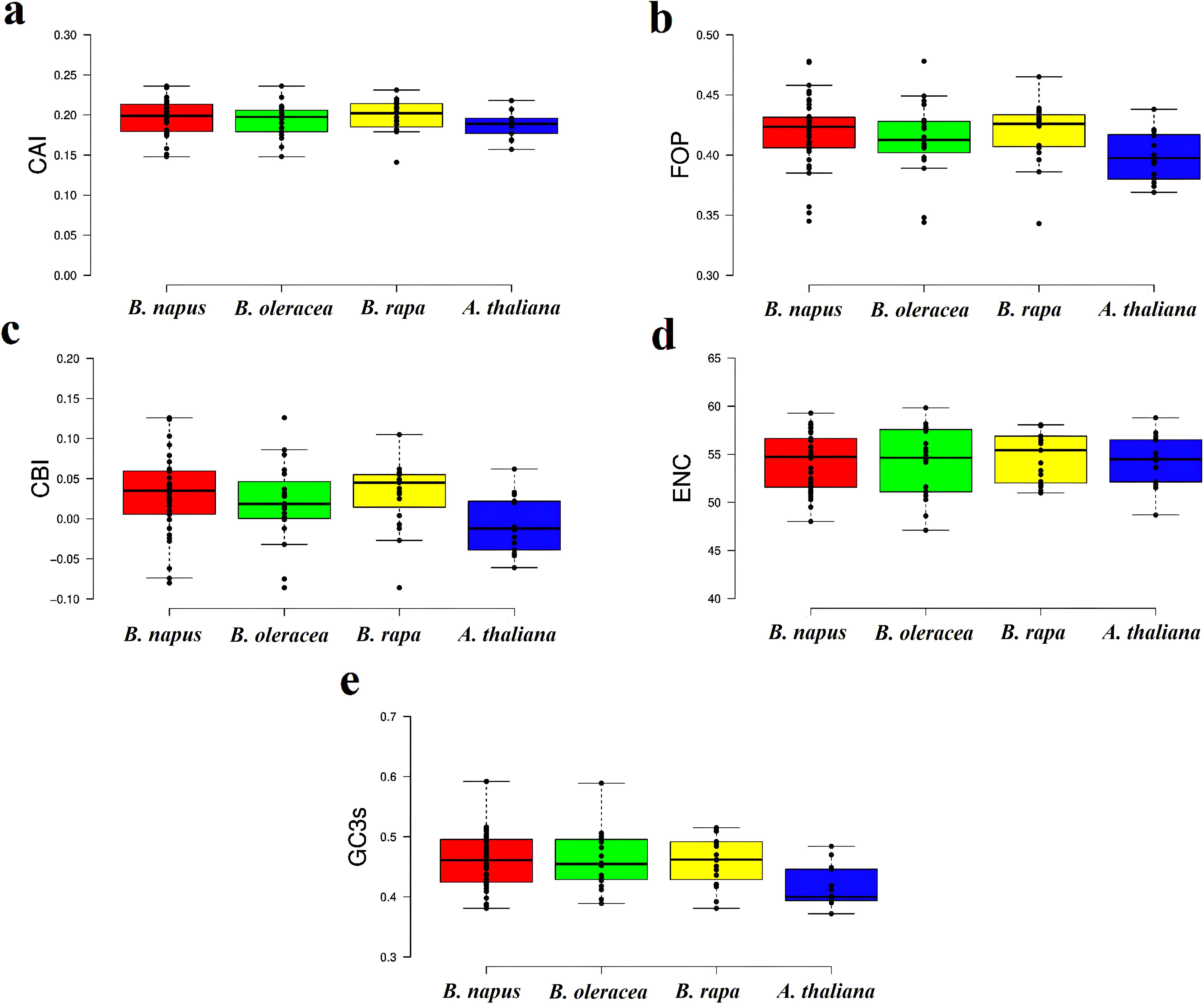 Box plots labeled a to e display data for four species: B. napus, B. oleracea, B. rapa, and A. thaliana. Metrics shown are CAI (a), FOP (b), CBI (c), ENC (d), and GC3s (e). Each species is represented by a different color: red, green, yellow, and blue, respectively. Data points and variability are indicated by whiskers and outliers.