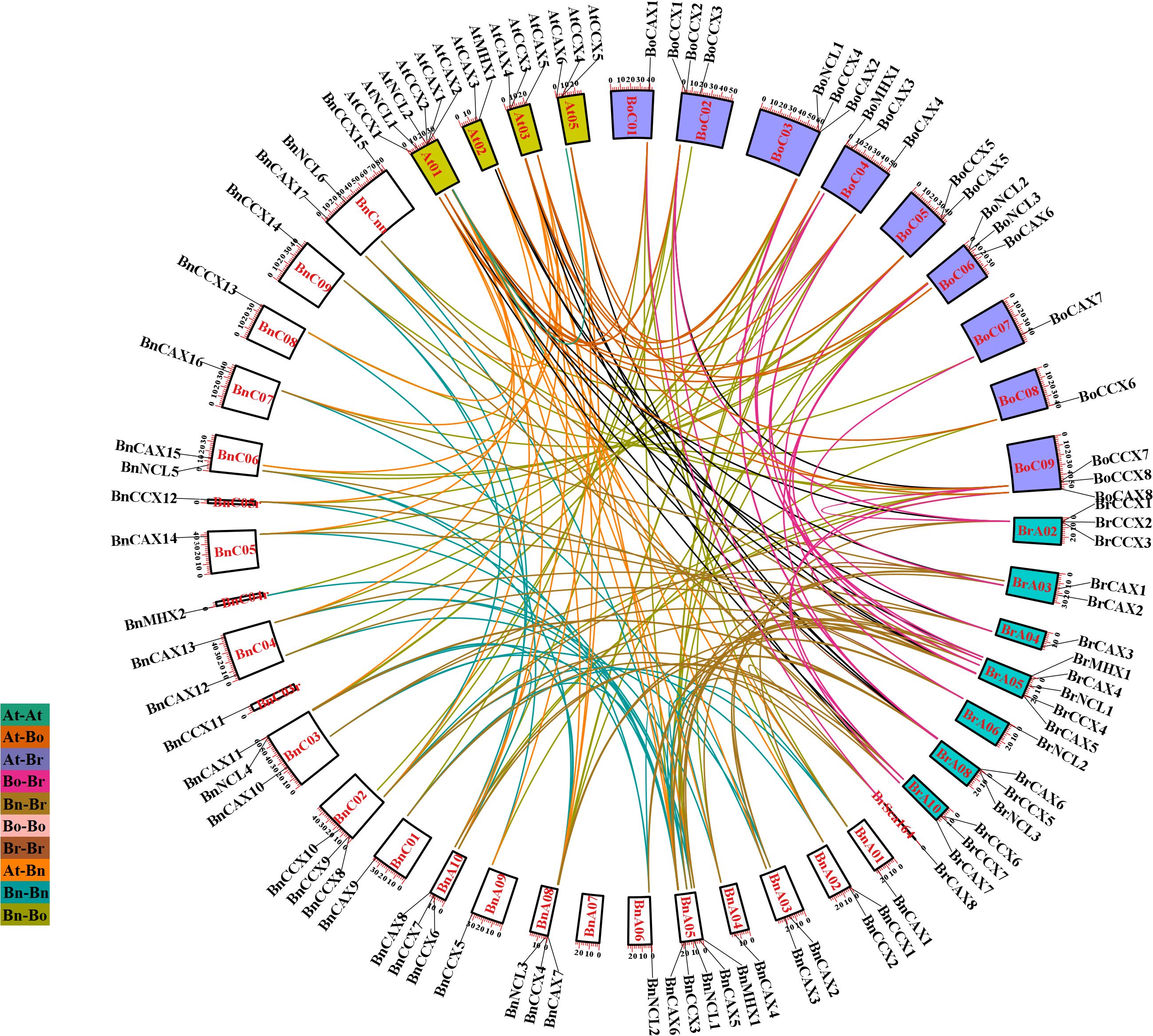 Circular network diagram illustrating the relationships among various gene elements. Different colors and lines connect labeled boxes denoting gene interactions. A key on the bottom left indicates the color coding for interactions between different gene groups.