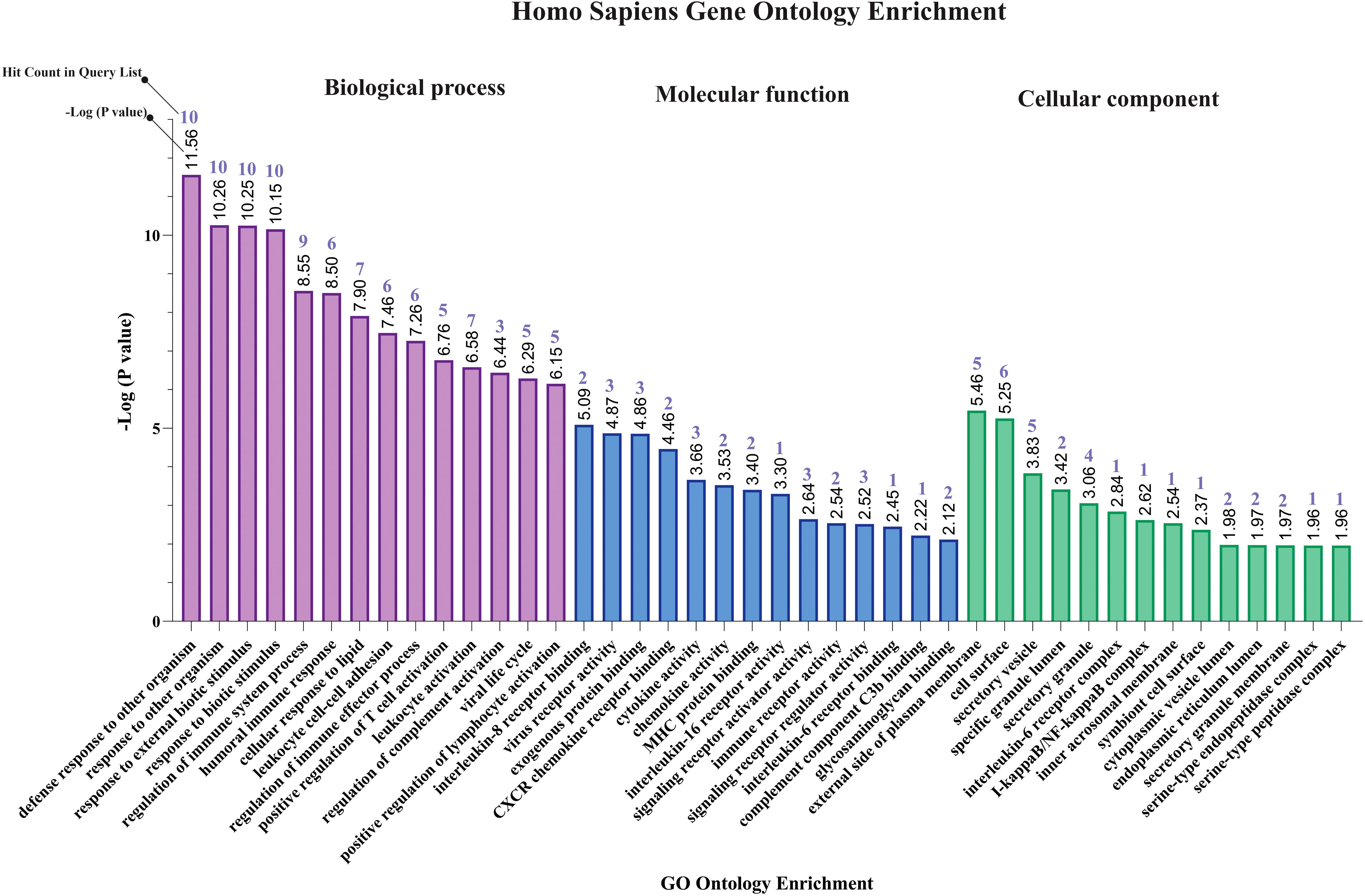 Bar chart titled “Homo Sapiens Gene Ontology Enrichment” displaying biological processes, molecular functions, and cellular components. The y-axis shows negative logarithm of P values, indicating significance, while the x-axis lists various biological terms like “defense response to other organism,” “MHC protein binding,” and “specific granule lumen.” Bars are color-coded, with purple for biological processes, blue for molecular functions, and green for cellular components, reflecting their enrichment significance.