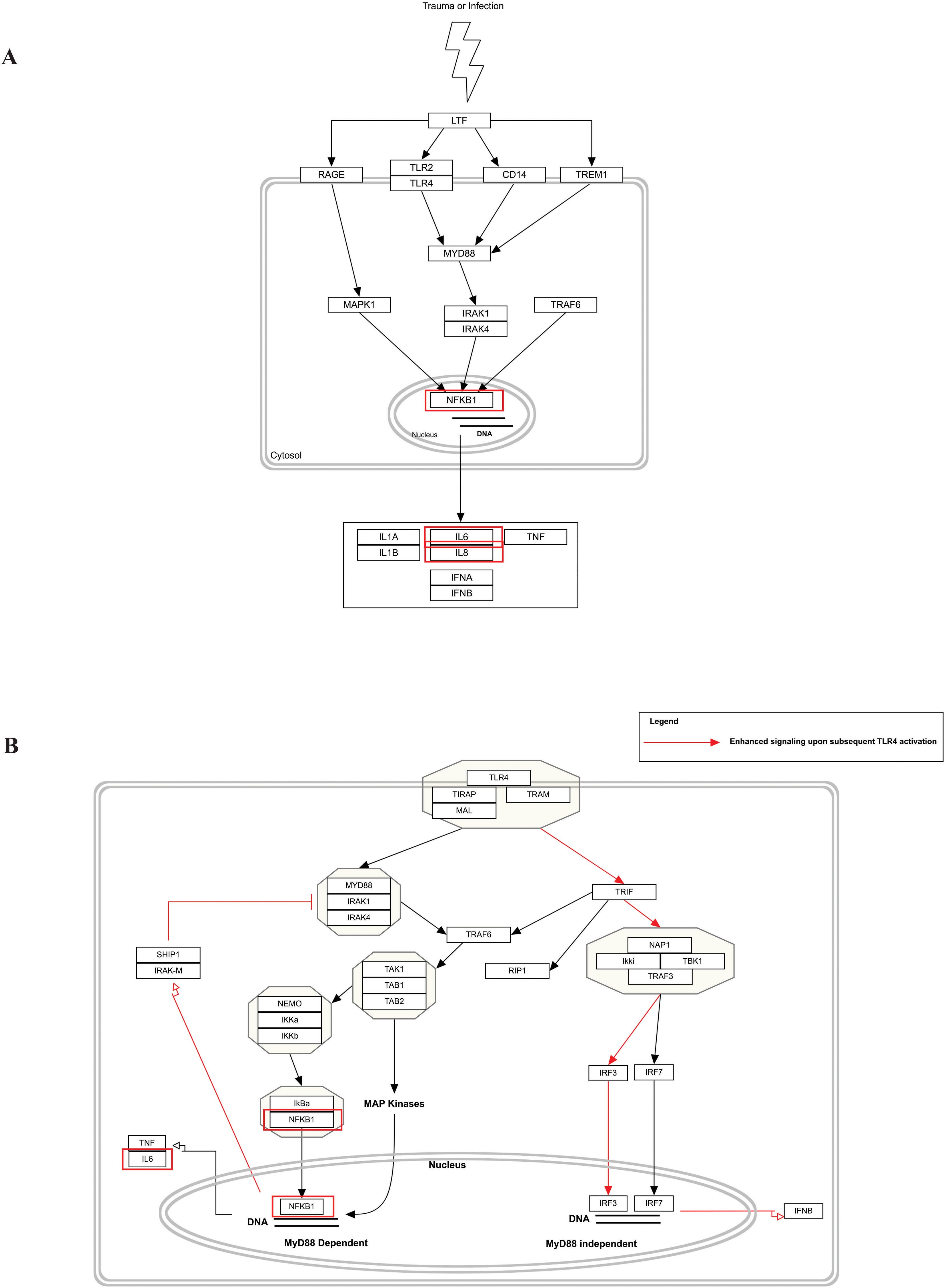 Diagram illustrating cellular signaling pathways in response to trauma or infection. Panel A depicts a pathway involving receptors RAGE, TLR2, TLR4, CD14, and TREM, leading to activation of MYD88, MAPK1, IRAK1/4, and TRAF6, culminating in NF-κB activation and cytokine production of IL1A, IL1B, IL6, IL8, TNF, IFNA, and IFNB. Panel B demonstrates TLR4 signaling through MYD88-dependent and independent pathways. The MYD88-dependent pathway involves TRAF6, NEMO, IKKα/β, and NF-κB, leading to IL6 production. The independent pathway utilizes TRIF, RIP1, and NAP1, signaling through IRF3/7 for IFNB production. Enhanced signaling is indicated by red arrows.