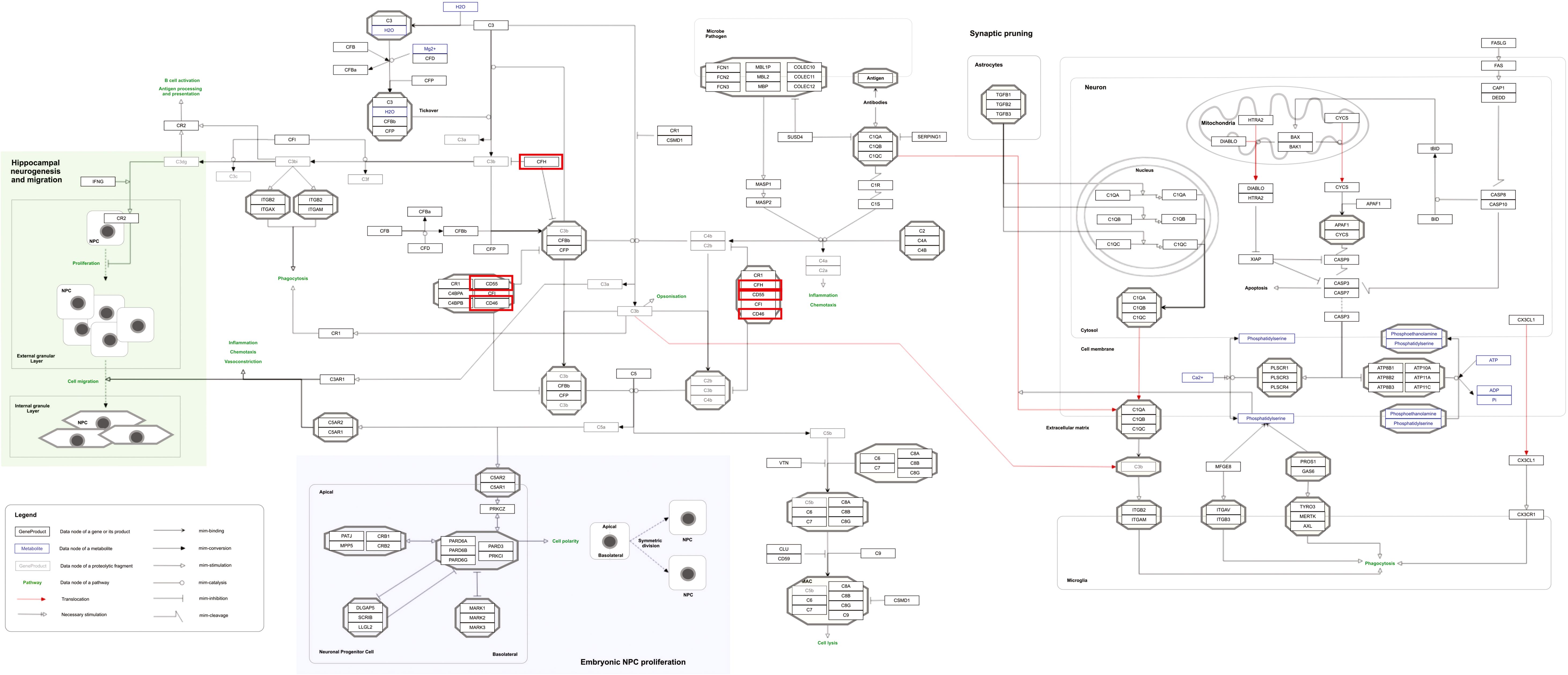 Complex biochemical pathway diagram detailing hippocampal neurogenesis, migration, synaptic pruning, and apoptosis. Includes labeled components like neurons, proteins, and molecules interconnected by directional arrows. Specific processes like phagocytosis, inflammation, and chemotaxis are highlighted. Color-coded legend explains symbols. Diagram sections focus on neuronal progenitor cell proliferation and cellular interactions within pathways.