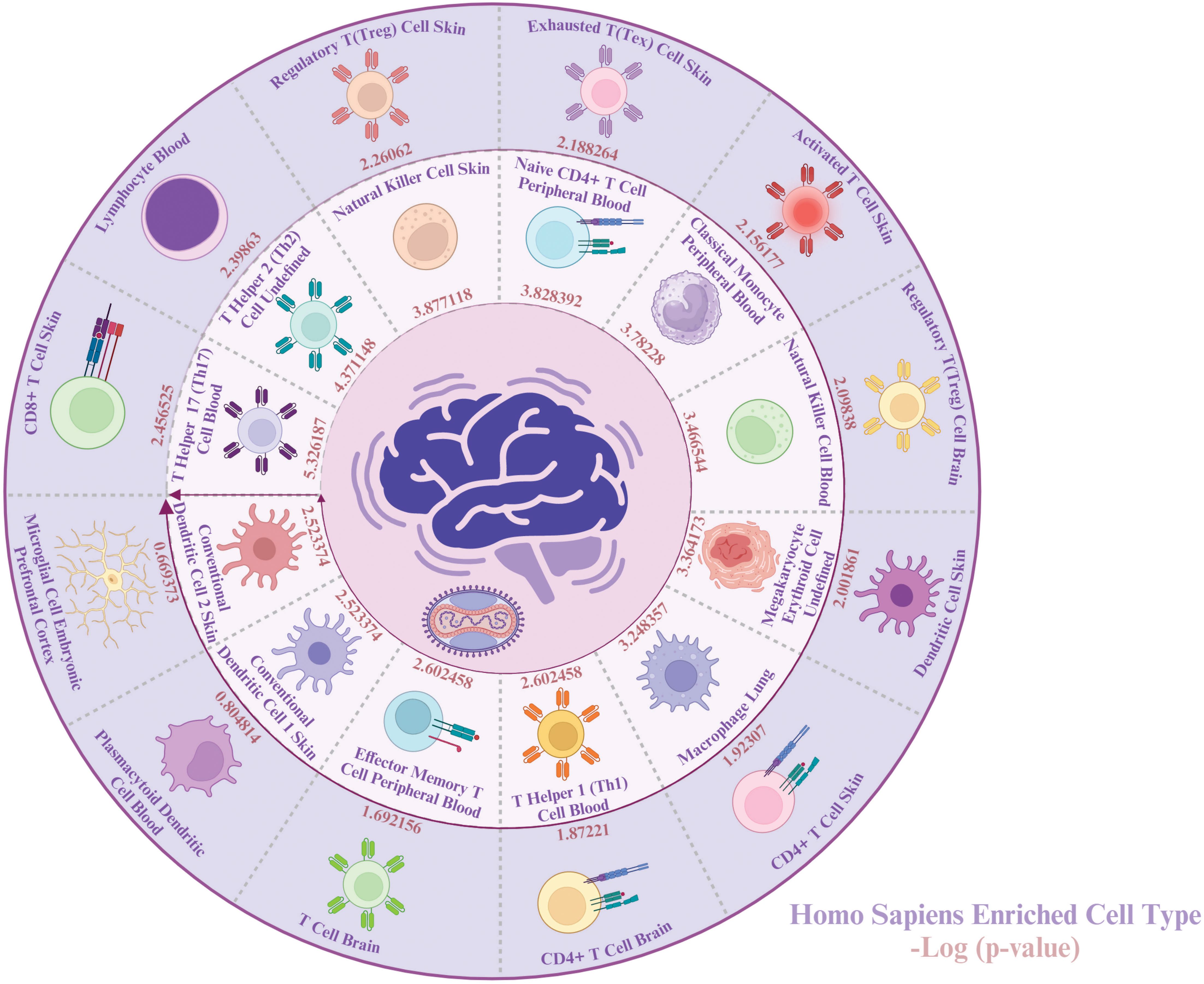 Diagram of Homo sapiens enriched cell types organized in a circular format with a brain illustration at the center. Various cell types are displayed in segments, such as Regulatory T cells, CD4+ T cells, and Natural Killer cells, with associated p-values listed. Each segment includes a visual representation of the cell type, highlighting the diversity and significance of different cell types in human biology.