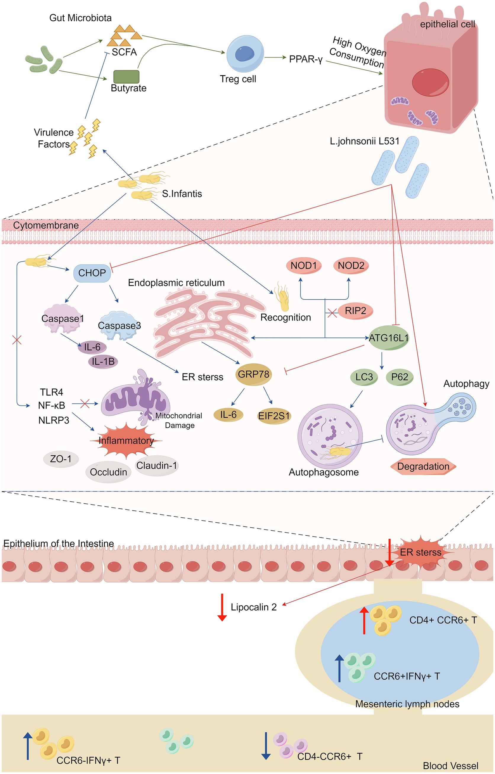 Illustration of gut microbiota interactions with epithelial cells. Gut microbiota produce SCFA, which influences Treg cells via PPAR-γ. Virulence factors from S. Infantis induce stress and inflammation in epithelial cells. Endoplasmic reticulum stress and mitochondrial damage lead to inflammatory responses, marked by increased IL-6 and IL-1B. Recognition pathways involve NOD1, NOD2, and RIP2, affecting autophagy processes. Autophagosome formation and degradation are highlighted. The diagram also shows the intestinal epithelium and mesenteric lymph nodes, noting shifts in immune cell populations, such as CCR6-IFNγ+ T cells and CD4+ CCR6+ T cells.