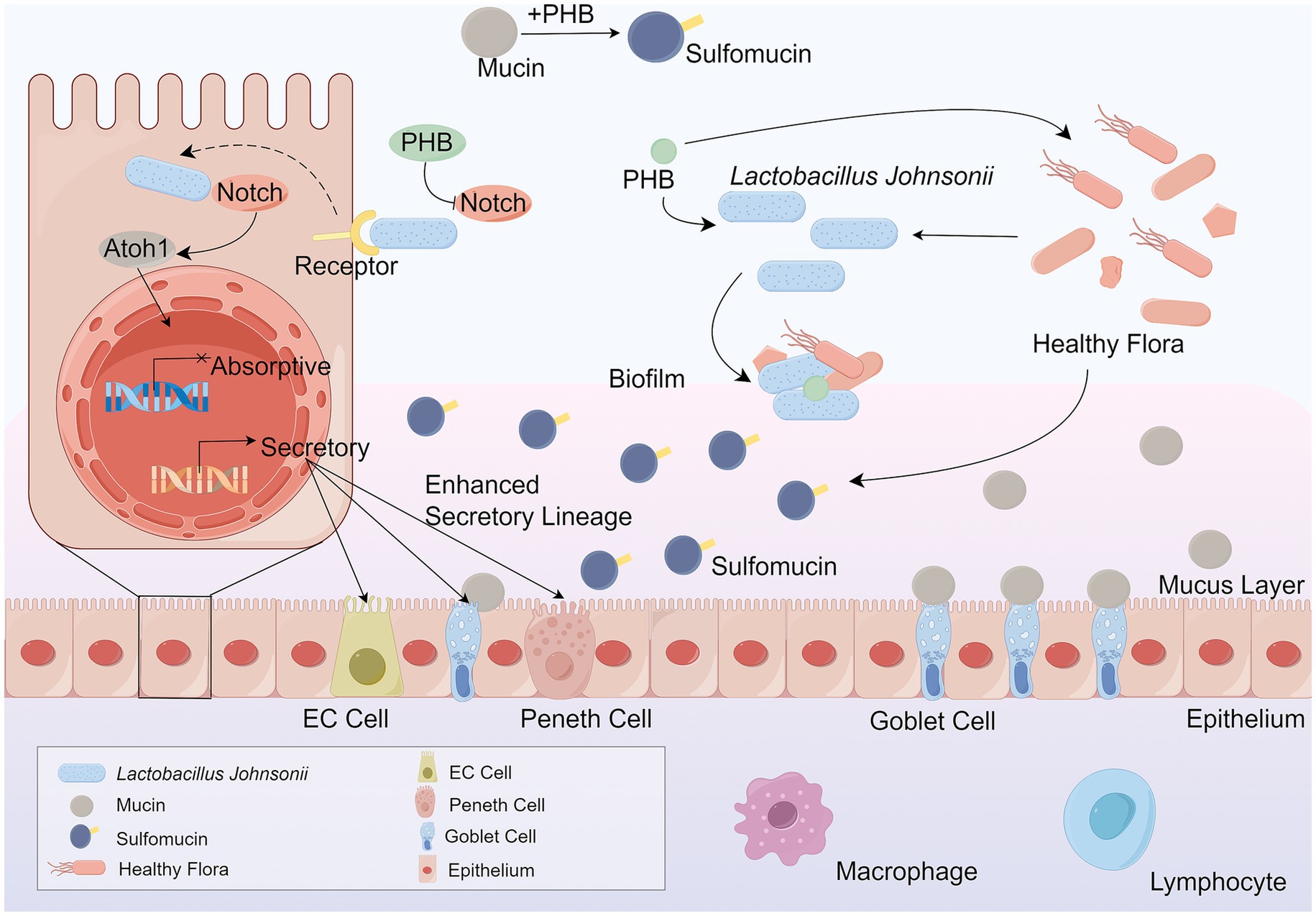 Diagram illustrating the interaction between poly-3-hydroxybutyrate (PHB) and intestinal flora. Lactobacillus johnsonii influences secretion lineage, promoting sulfo-mucin production and healthy flora. Cells include goblet, EC, peneth, macrophage, and lymphocyte. Mucus layer and biofilm depicted.