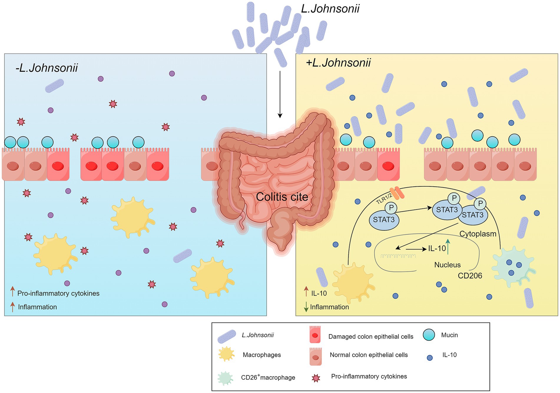 Diagram illustrating the effect of L. johnsonii on colitis. The left side shows absence of L. johnsonii, with damaged colon epithelial cells, increased pro-inflammatory cytokines, and inflammation. The right side shows presence of L. johnsonii, with normal epithelial cells, increased IL-10, and reduced inflammation. The center features the intestinal tract with arrows indicating inflammatory pathways and cytokine interactions. A key identifies symbols for L. johnsonii, macrophages, epithelial cells, mucin, and cytokines.