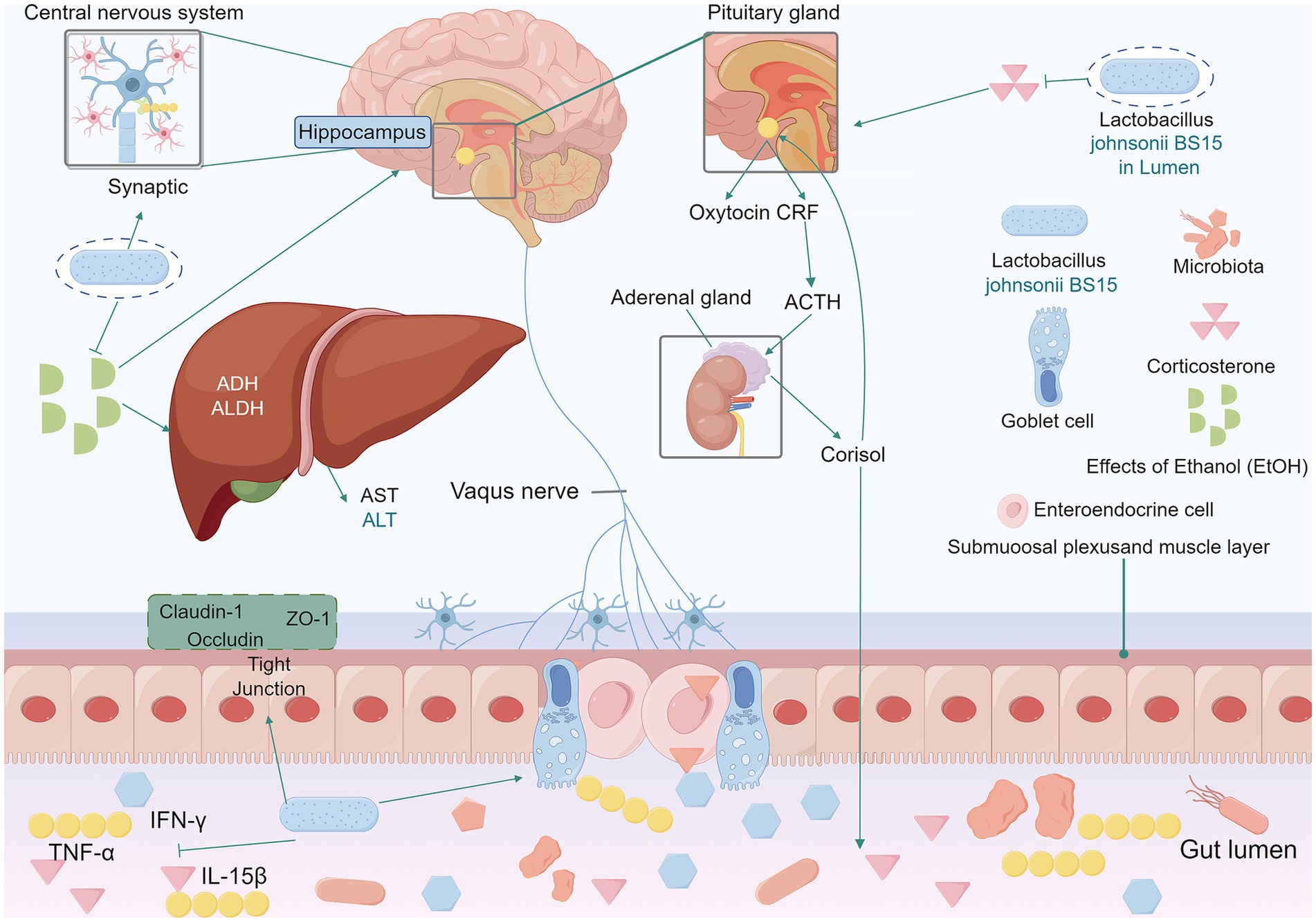 Diagram illustrating interactions between the central nervous system, liver, gut, and microbiota. It shows the brain with labeled hippocampus and pituitary gland, connecting to the adrenal gland. The liver processes substances via ADH and ALDH, affecting AST and ALT. The gut features Lactobacillus johnsonii BS15 in the lumen, goblet and enteroendocrine cells, with impacts from ethanol and various hormones like corticosterone. Arrows indicate pathways between organs, such as the vagus nerve connecting the gut and brain. Components of tight junctions like Claudin-1 and Occludin are highlighted, with the presence of cytokines like TNF-alpha.
