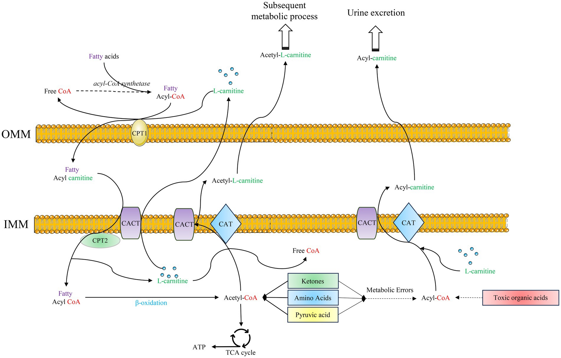 Diagram illustrating the transport and metabolism of fatty acids via carnitine across the outer (OMM) and inner mitochondrial membranes (IMM). Fatty acyl-CoA is converted to acyl-carnitine by CPT1 at the OMM, transported by CACTs, and converted back to acyl-CoA by CPT2 at the IMM. Acyl-CoA undergoes beta-oxidation resulting in acetyl-CoA, entering the TCA cycle, possibly producing ketones, amino acids, or pyruvic acid. Acetyl-L-carnitine and acyl-carnitine can be excreted in urine or enter further metabolic processes. Toxic organic acids can form due to metabolic errors.