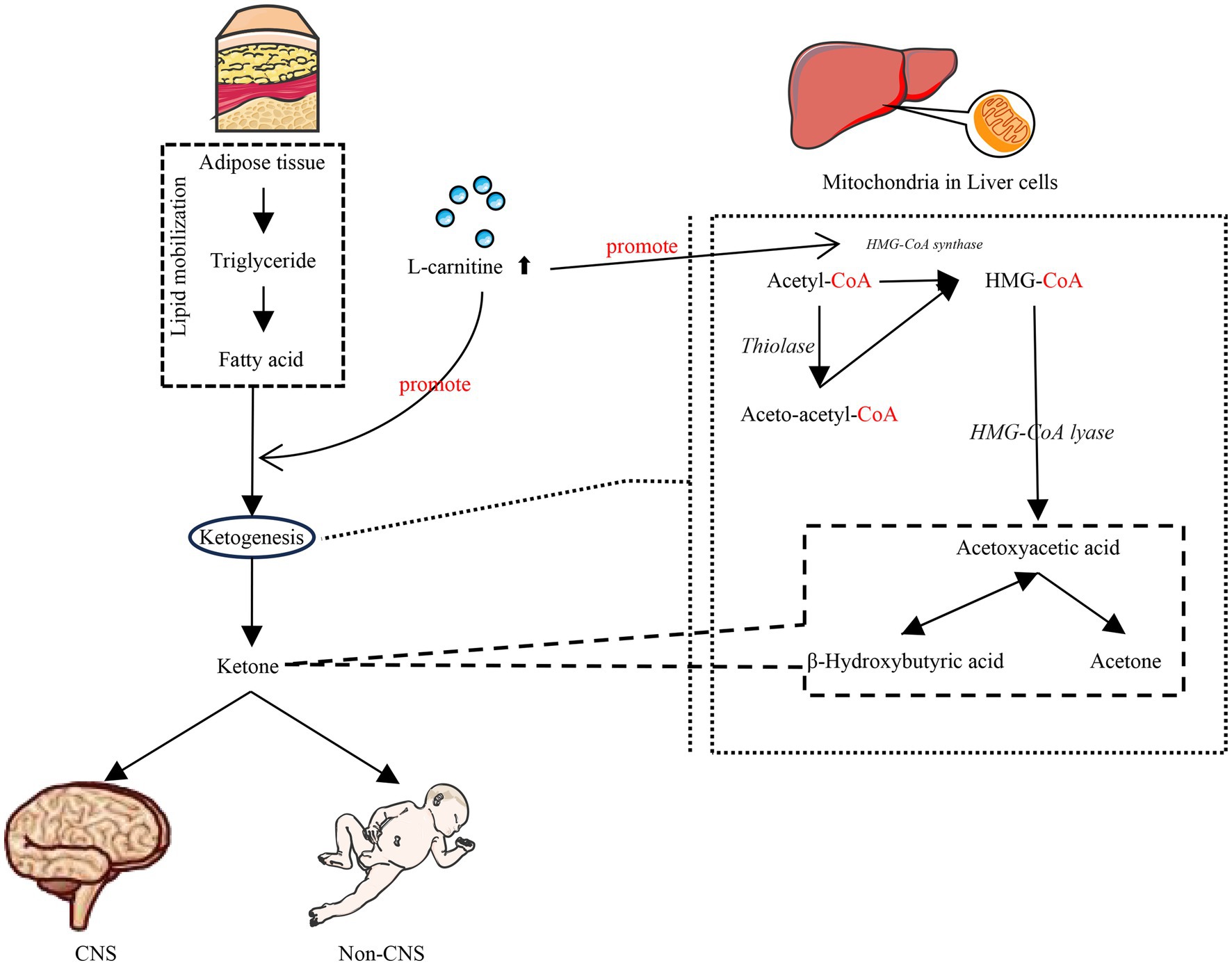 Flowchart depicting ketogenesis. Fatty acids from adipose tissue undergo lipid mobilization, forming triglycerides. L-carnitine promotes conversion to acetyl-CoA in liver mitochondria. Through a series of reactions including HMG-CoA synthesis and lyase, acetoxyacetic acid forms, leading to ketone production. Ketones provide energy to the central nervous system (CNS) and non-CNS tissues.