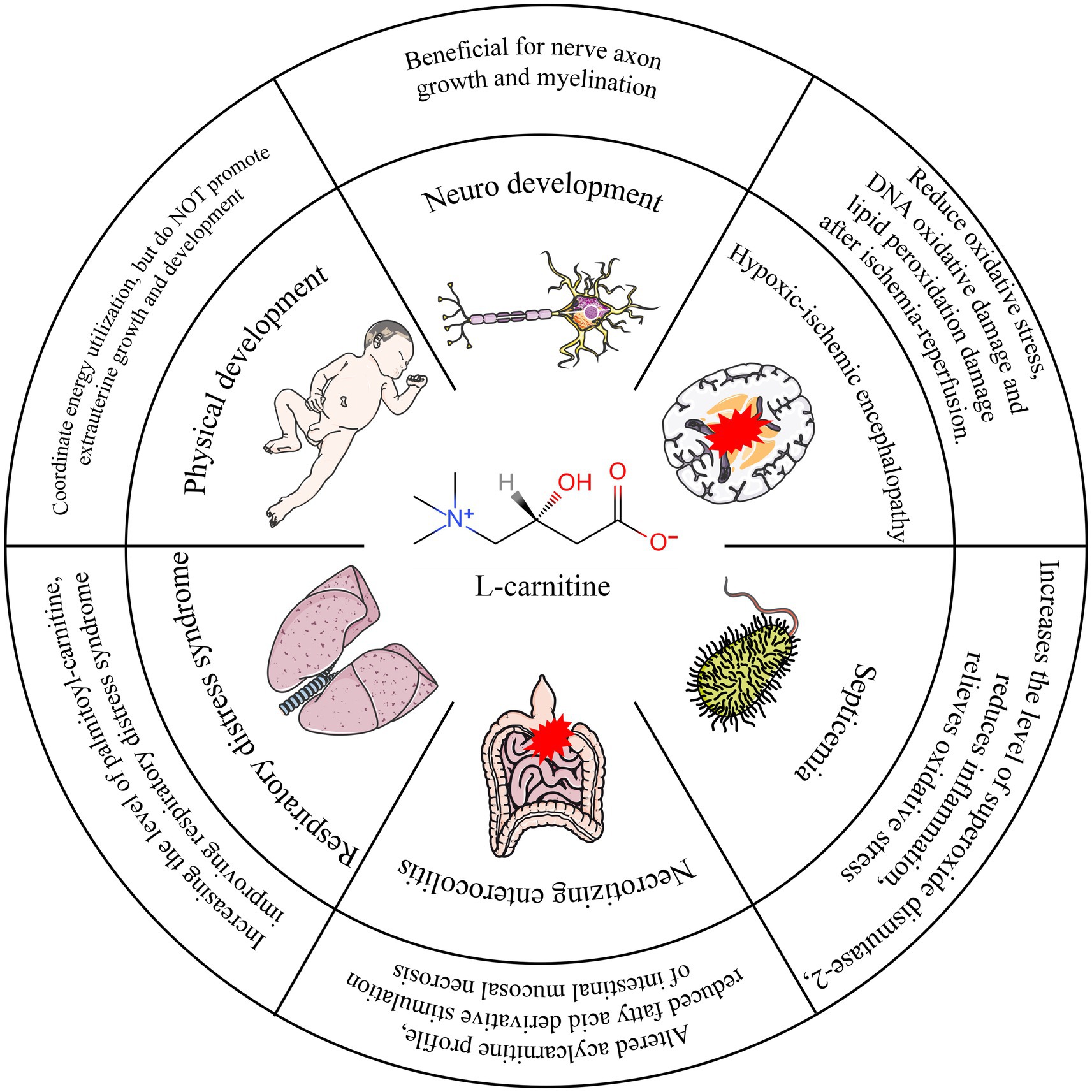 Illustration showing the benefits of L-carnitine, featuring a central chemical structure surrounded by various health areas: physical development, neurodevelopment, hypoxic-ischemic encephalopathy, respiratory distress syndrome, necrotizing enterocolitis, and septicemia. Each section highlights associated benefits like nerve growth, oxidative stress reduction, and energy utilization.