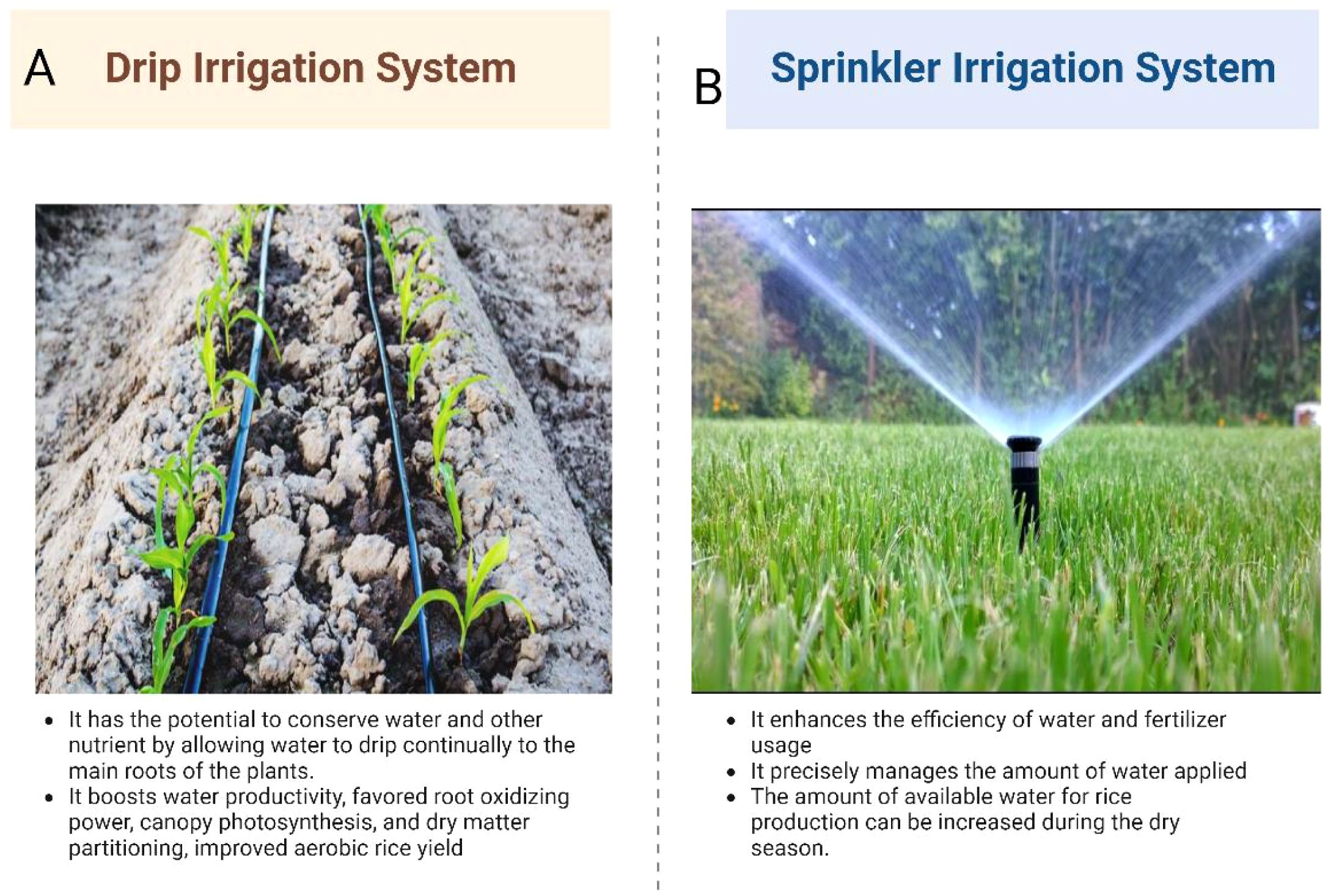 Comparison of two irrigation systems. A shows a drip irrigation system with water lines running along rows of plants. It conserves water and enhances productivity. B shows a sprinkler irrigation system watering a grassy area, enhancing efficiency and water management.