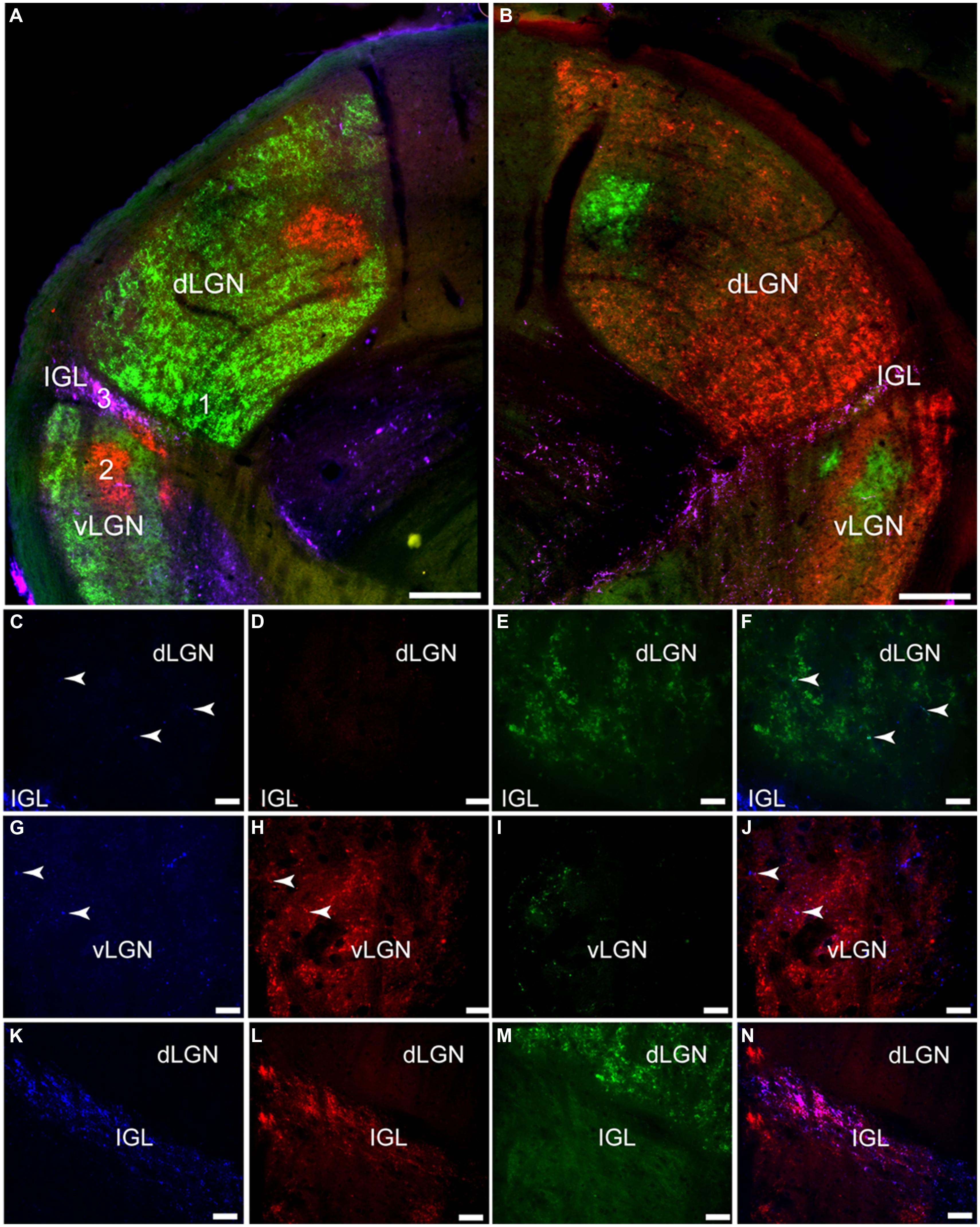 Vesicular glutamate transporter 2 (VGLUT2) is co-stored with PACAP in  projections from the rat melanopsin-containing retinal ganglion cells