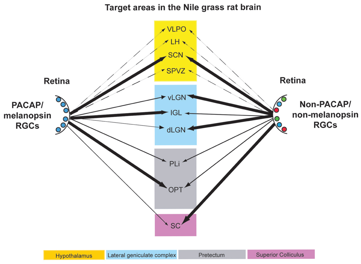 Vesicular glutamate transporter 2 (VGLUT2) is co-stored with PACAP in  projections from the rat melanopsin-containing retinal ganglion cells