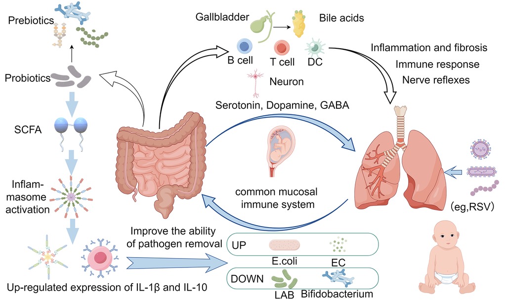 Diagram illustrating the interactions between the gut, immune system, and other organs. It shows prebiotics and probiotics influencing short-chain fatty acids (SCFA) and inflammasome activation, leading to immune responses. The gut is linked to the gallbladder, lungs, and a developing fetus, highlighting the roles of serotonin, dopamine, and GABA in immune and nerve responses. A cycle connects these systems with pathogen regulation involving E. coli, Bifidobacterium, and lactic acid bacteria. The image emphasizes the common mucosal immune system’s effect on inflammation, fibrosis, and immune responses, impacting both infants and other bodily systems.