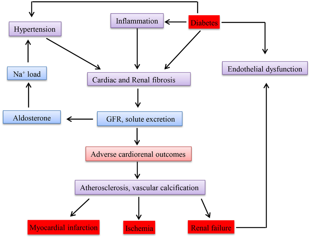 Frontiers Cellular and Molecular Mechanisms of Chronic Kidney Disease