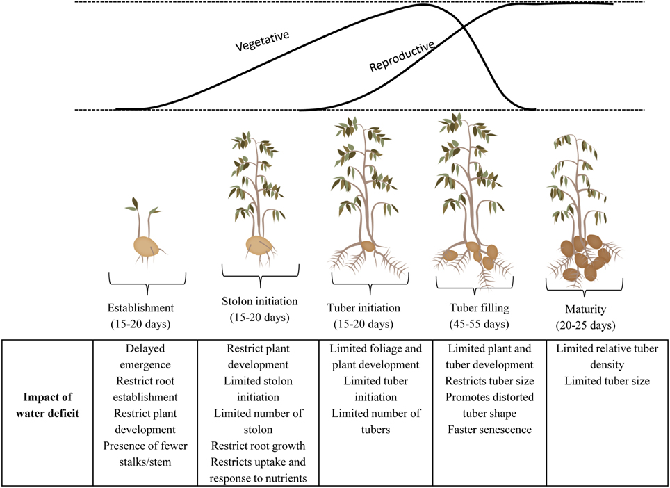 Plant Phenology Chart