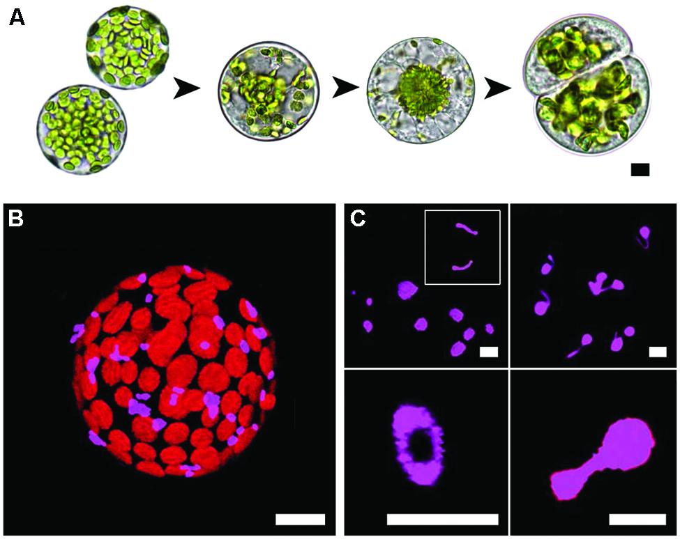 Frontiers | Peroxisomes contribute to reactive oxygen species