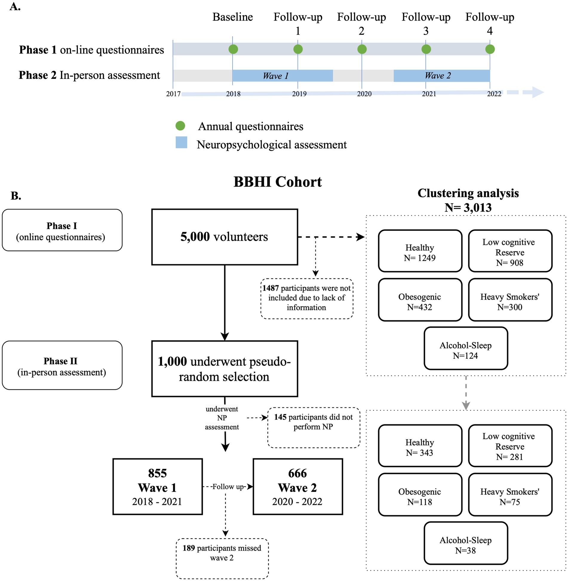 Timeline and flowchart of BBHI Cohort study. Part A shows Phase 1 online questionnaires and Phase 2 in-person assessments from 2017 to 2022, with annual questionnaires and neuropsychological assessments. Part B details the selection process, starting with 5,000 volunteers. After excluding 1,487 participants, 1,000 underwent pseudo-random selection for Phase II. Of these, 855 completed Wave 1, and 666 completed Wave 2, with some missed follow-ups. Clustering analysis of 3,013 participants shows categories: Healthy, Low Cognitive Reserve, Obesogenic, Heavy Smokers, and Alcohol-Sleep.