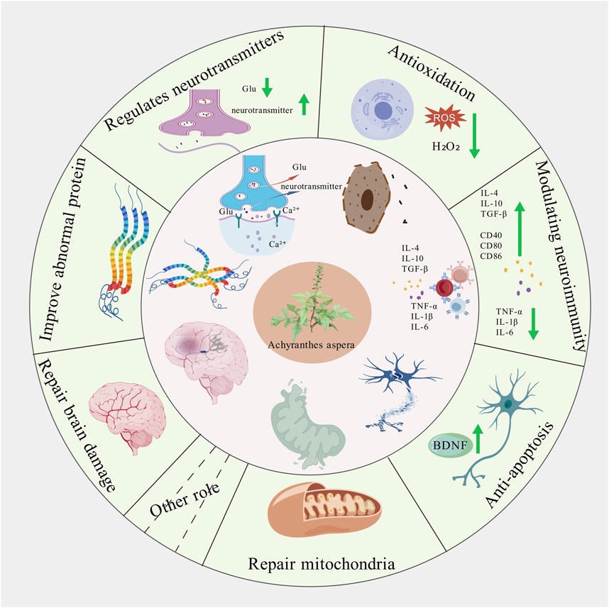 How do Achyranthes polysaccharides modulate inflammation and oxidative stress? How do Achyranthes polysaccharides modulate inflammation and oxidative stress?