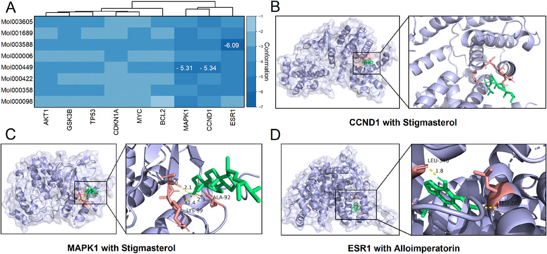 Panel A shows a heatmap with molecular docking scores for genes (AKT1, GSK3B, TP53, etc.), with values ranging from -1 to -7. Panels B, C, and D display 3D models of protein-ligand interactions: B shows CCND1 with stigmasterol, C shows MAPK1 with stigmasterol, and D shows ESR1 with alloimperatorin. Each panel includes an enlarged section highlighting the binding interactions with distances in angstroms.