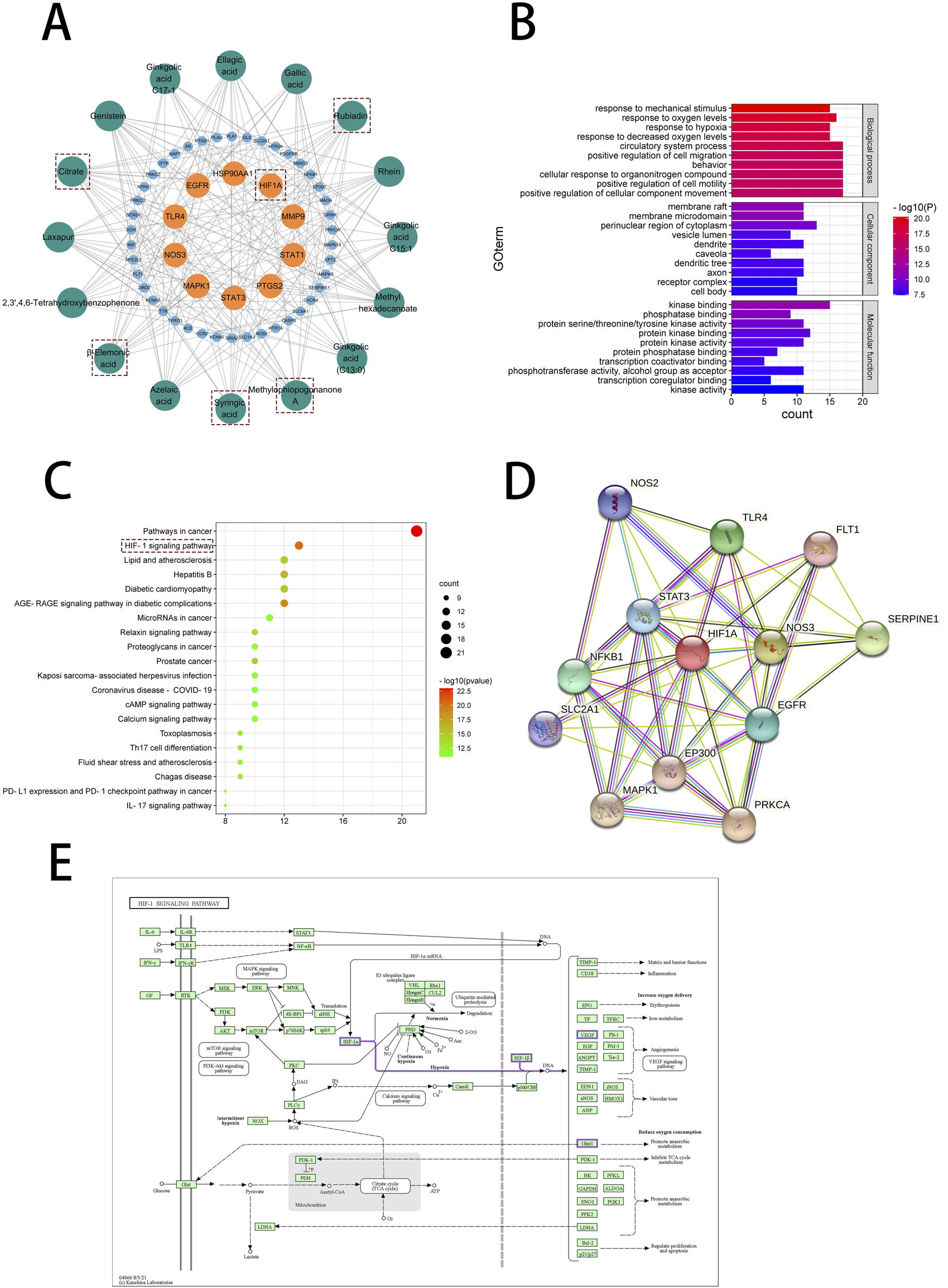 A: Network diagram showing interactions among various compounds and target genes, with nodes connected by lines. B: Bar chart of GO term enrichment analysis, displaying categories related to cellular and protein functions. C: Dot plot visualization of pathway enrichment, highlighting significant pathways with varying dot sizes and colors indicating count and significance. D: Protein association network featuring interconnected nodes representing proteins like NOS2, TLR4, and STAT3. E: Diagram of the HIF-1 signaling pathway, illustrating components and interactions in a linear format.
