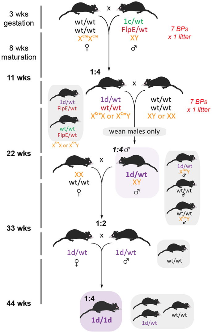 Cre Lox Breeding for Beginners, Part 1  JAX Mice and Clinical Research  Services