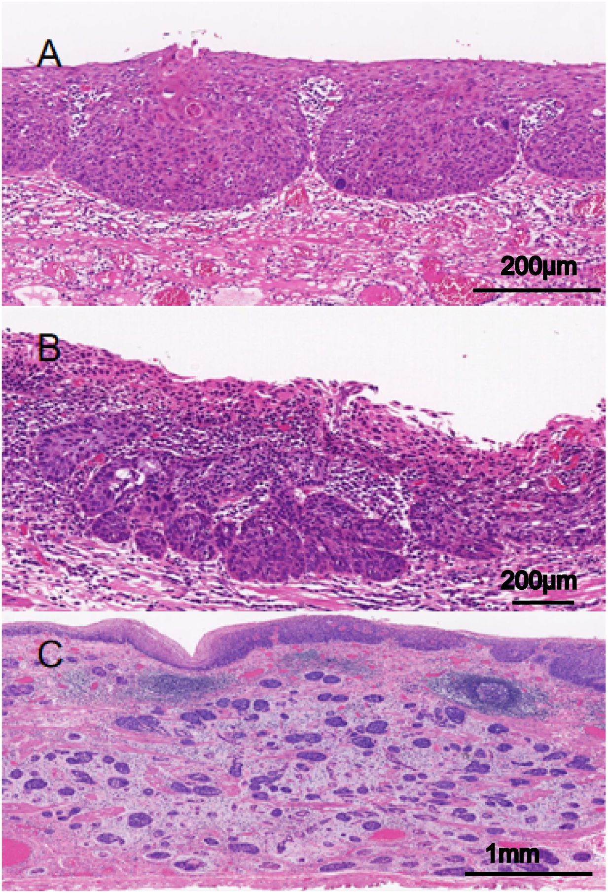 Histological images labeled A, B, and C, showing tissue sections stained with hematoxylin and eosin. Images A and B display dense cellular structures with various cell layers and glandular formations at 200 micrometers scale. Image C shows larger, more diffuse structures and connective tissue at a 1-millimeter scale.