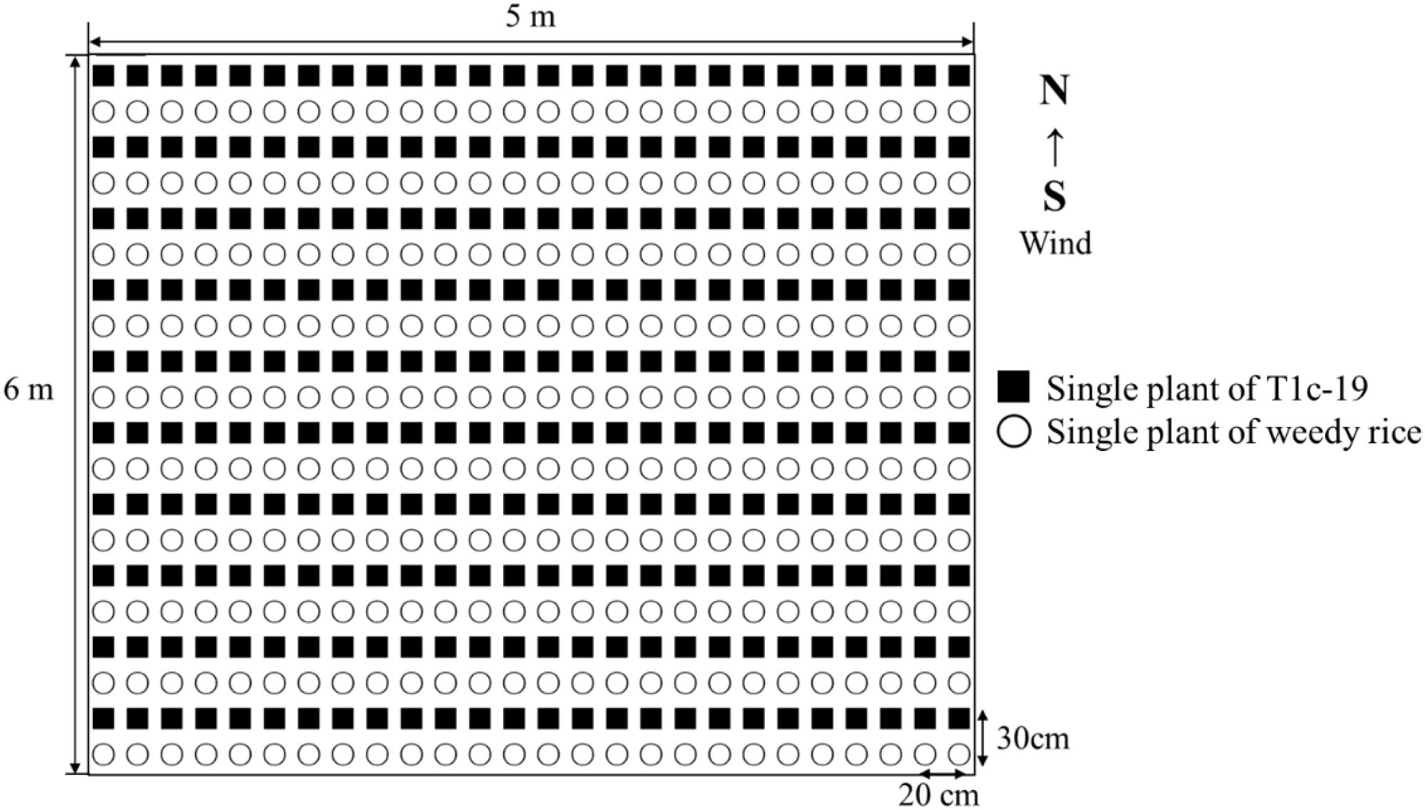 Diagram showing a 5 by 6 meter grid with black squares and white circles representing single plants of T1c-19 and weedy rice, respectively. The grid has alternating rows of black squares and white circles, spaced 20 centimeters by 30 centimeters. An arrow indicates wind direction from south to north.