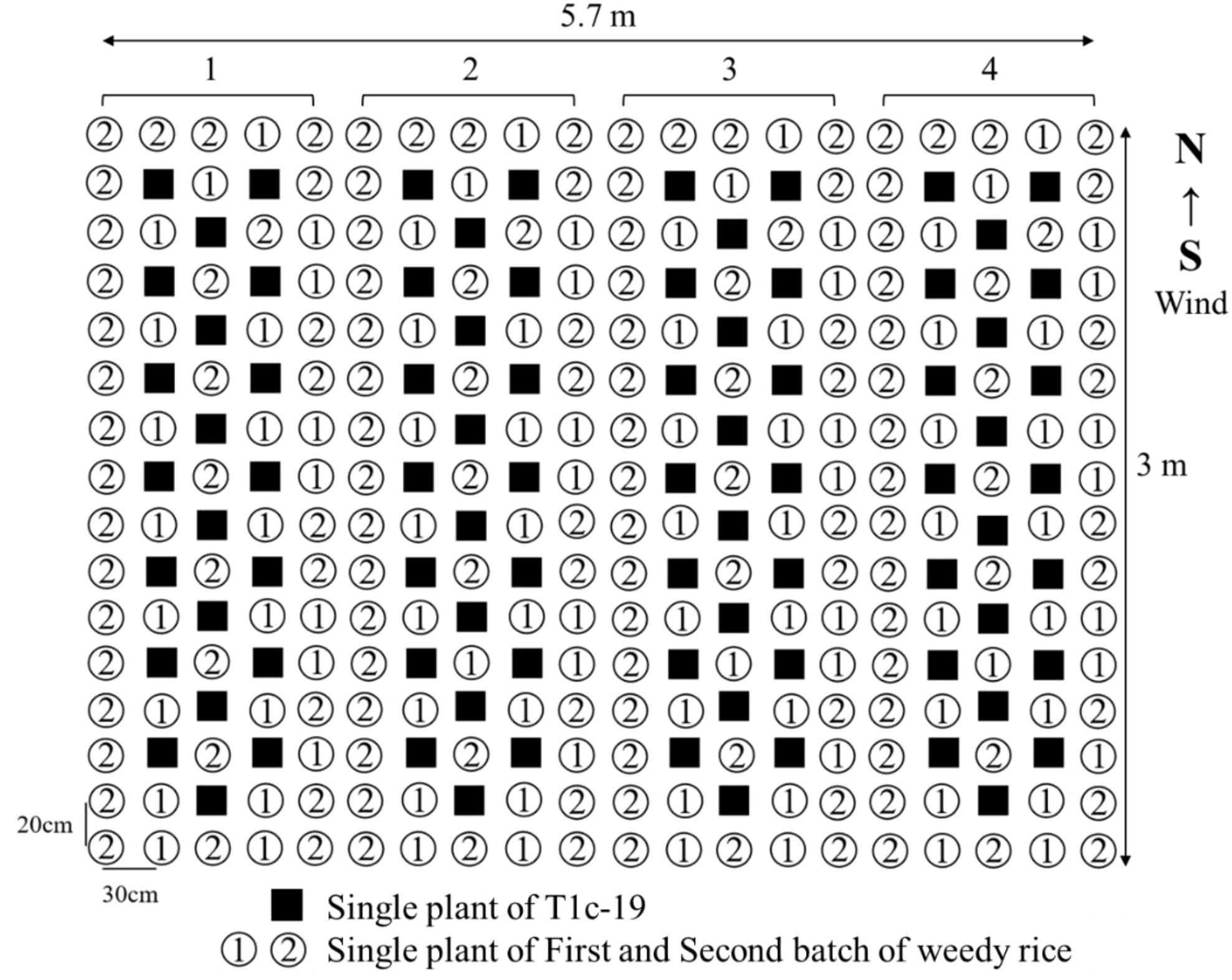 Diagram showing a grid layout of plants across a 5.7 by 3 meter area, divided into four sections. Black squares represent single T1c-19 plants. Circles labeled “1” and “2” indicate single plants of the first and second batches of weedy rice. Spacing is 20 centimeters by 30 centimeters. An arrow shows wind direction from south to north.