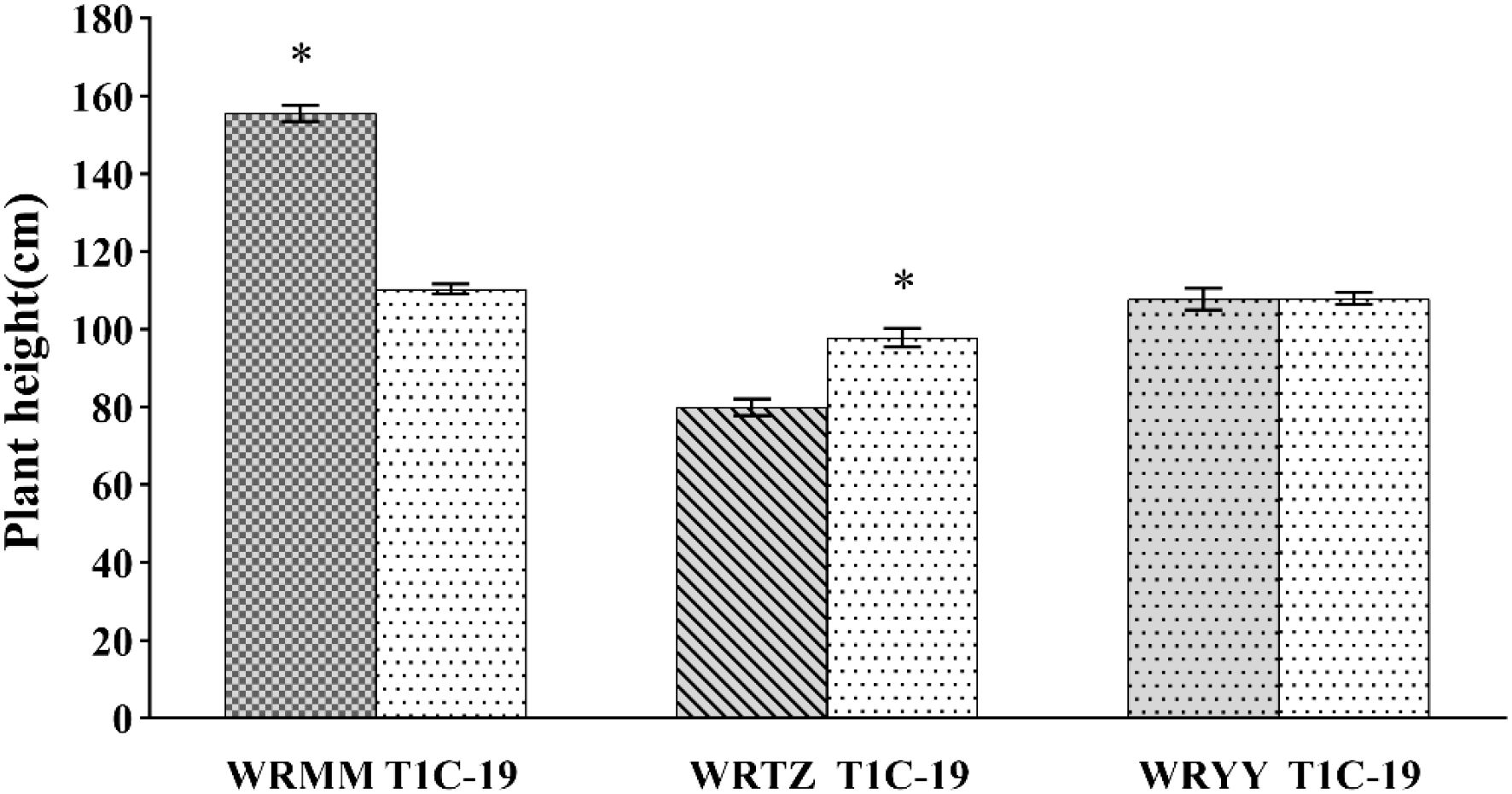 Bar chart showing plant height in centimeters for three groups: WRMM/T1C-19, WRTZ/T1C-19, and WRYY/T1C-19. WRMM has the tallest average height (around 160 centimeters), marked with an asterisk indicating significant taller height than T1C-19. WRTZ is shorter (approximately 90 centimeters), also marked with an asterisk indicating significant taller height than T1C-19. WRYY has an intermediate height (around 140 centimeters), which is comparable to T1C-19. Error bars indicate variability.
