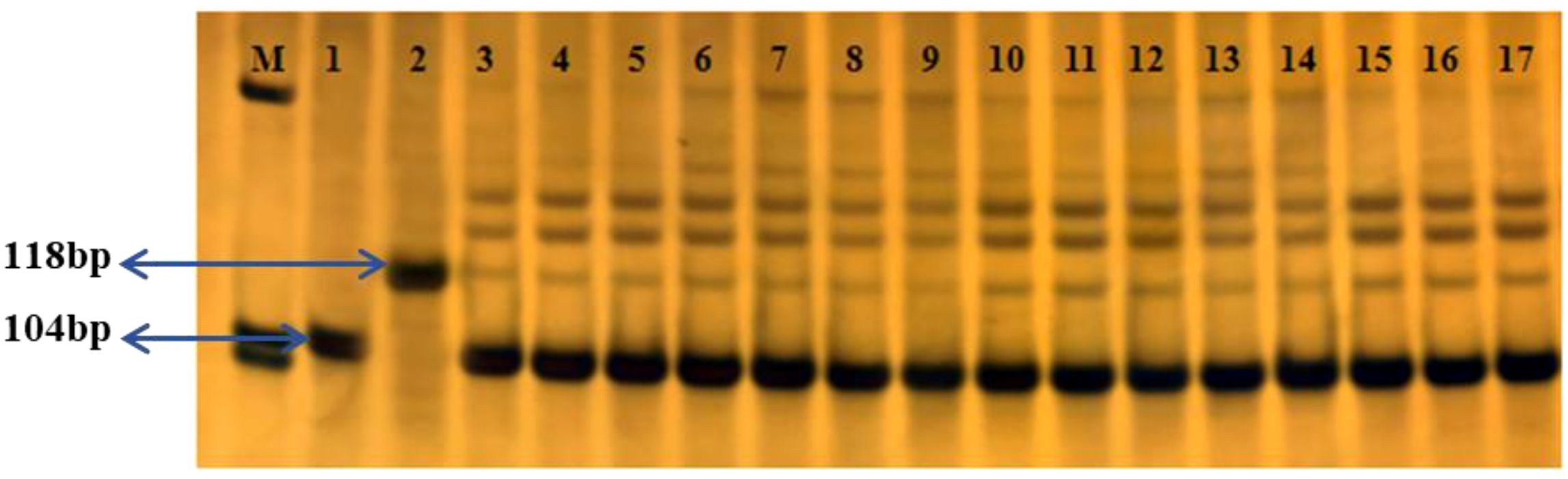 Gel electrophoresis image showing DNA bands across lanes labeled M and 1 to 17. Lane M contains a DNA marker. Lanes 1 to 17 display bands at two specific positions, labeled 118 base pairs and 104 base pairs, indicating DNA fragment sizes.