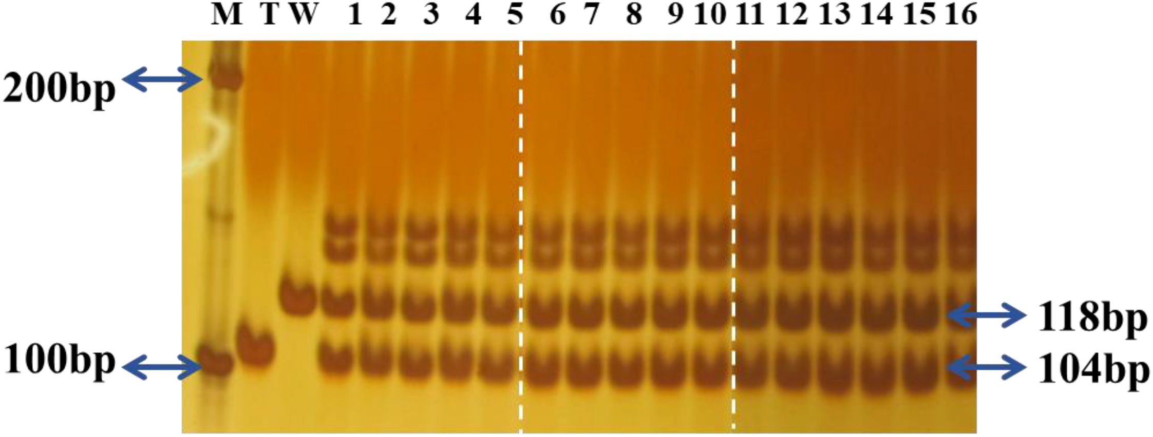 Gel electrophoresis image showing multiple DNA bands in 16 lanes labeled M, T, and W, and numbered 1 to 16. Bands migrate towards 100 base pairs and 200 base pairs markers on the left, with additional markers at 104 and 118 base pairs on the right. Dotted lines divide the lanes into three sections.