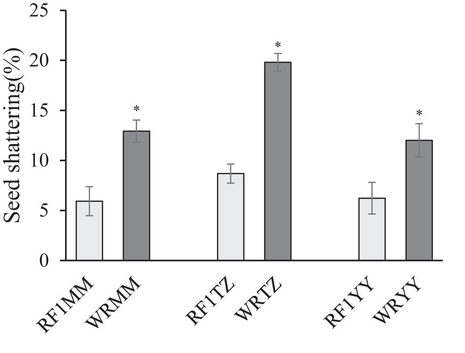 Bar graph showing seed shattering percentages across different genotypes: RF1MM, WRMM, RF1TZ, WRTZ, RF1YY, WRY Y. Dark bars represent WR lines with higher shattering percentages, while light bars represent RF1 lines with lower percentages. Error bars indicate variability, and asterisks denote significant differences.