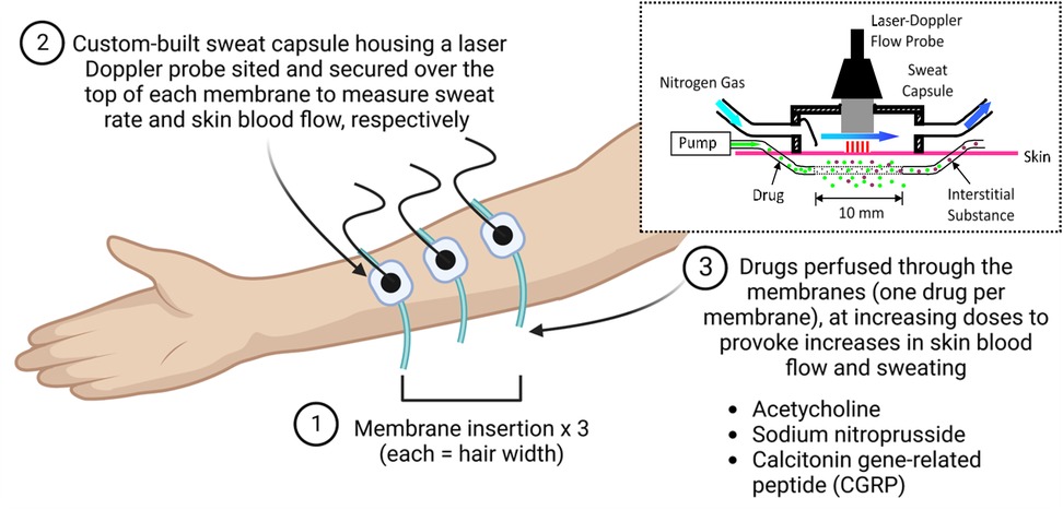 A diagram shows a forearm with three membranes inserted, each as wide as a hair. A custom-built sweat capsule with a laser Doppler probe measures sweat rate and blood flow. An inset details nitrogen gas and drug delivery from a pump, with drugs such as acetylcholine, sodium nitroprusside, and calcitonin gene-related peptide administered to increase skin blood flow and sweating.