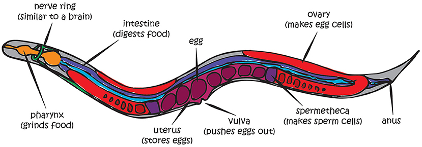 Figure 1 - The simple body plan of C. elegans.