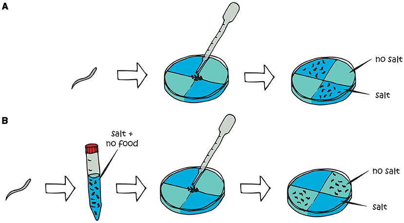 Figure 2 - C. elegans learning experiment.