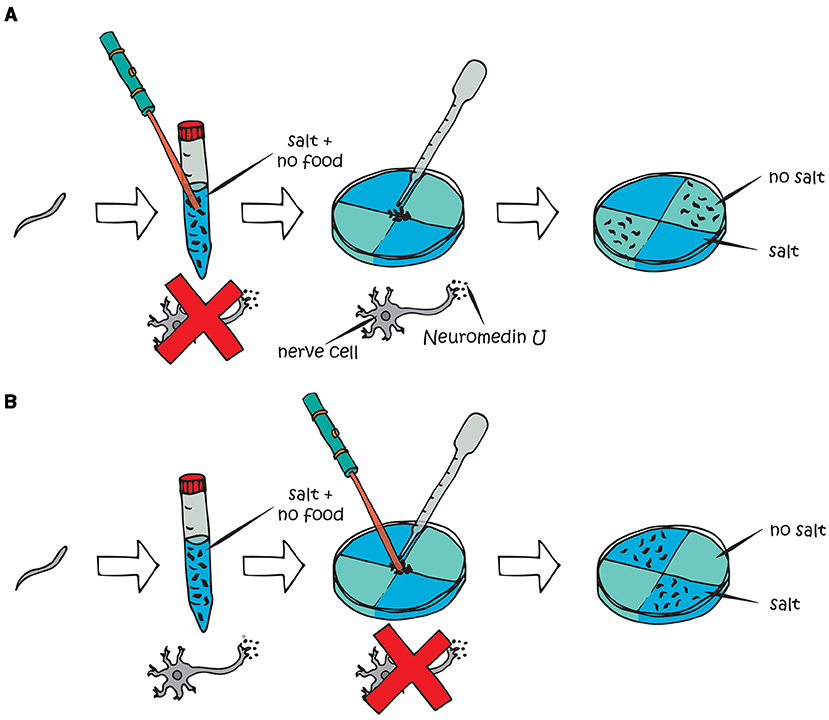 Figure 3 - Technique using light to turn off the NMU-releasing nerve cells.