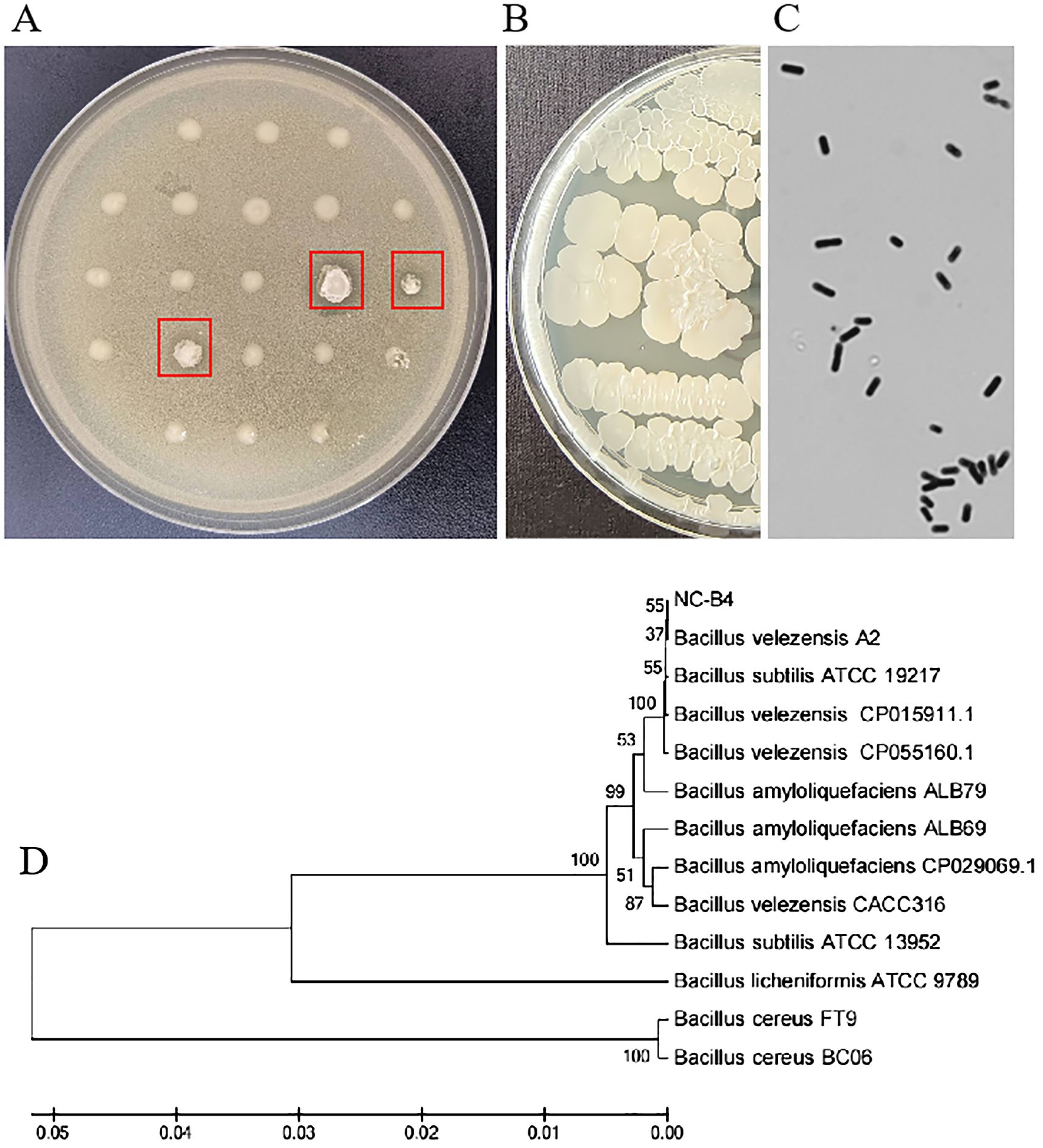 Panel A shows a petri dish with bacterial colonies, some highlighted with red squares. Panel B displays another petri dish with numerous white bacterial colonies. Panel C is a microscopic view of rod-shaped bacteria. Panel D presents a phylogenetic tree comparing Bacillus species, with branch points showing percentage support values.
