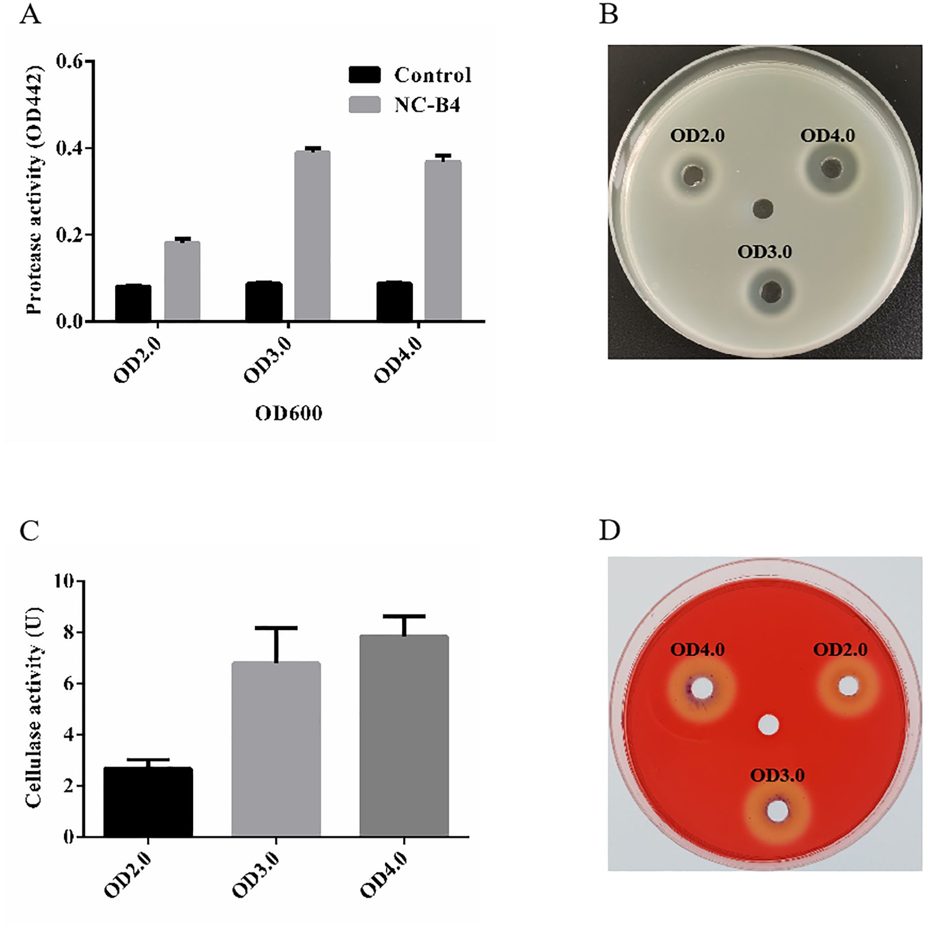 Panel A shows a bar graph comparing protease activity at different OD600 levels for control and NC-B4, with NC-B4 showing higher activity. Panel B displays a petri dish with labeled spots for OD2.0, OD3.0, and OD4.0. Panel C illustrates a bar graph of cellulase activity at various OD levels, with higher activity at OD3.0 and OD4.0. Panel D shows a petri dish with zones labeled OD2.0, OD3.0, and OD4.0 on a red medium.