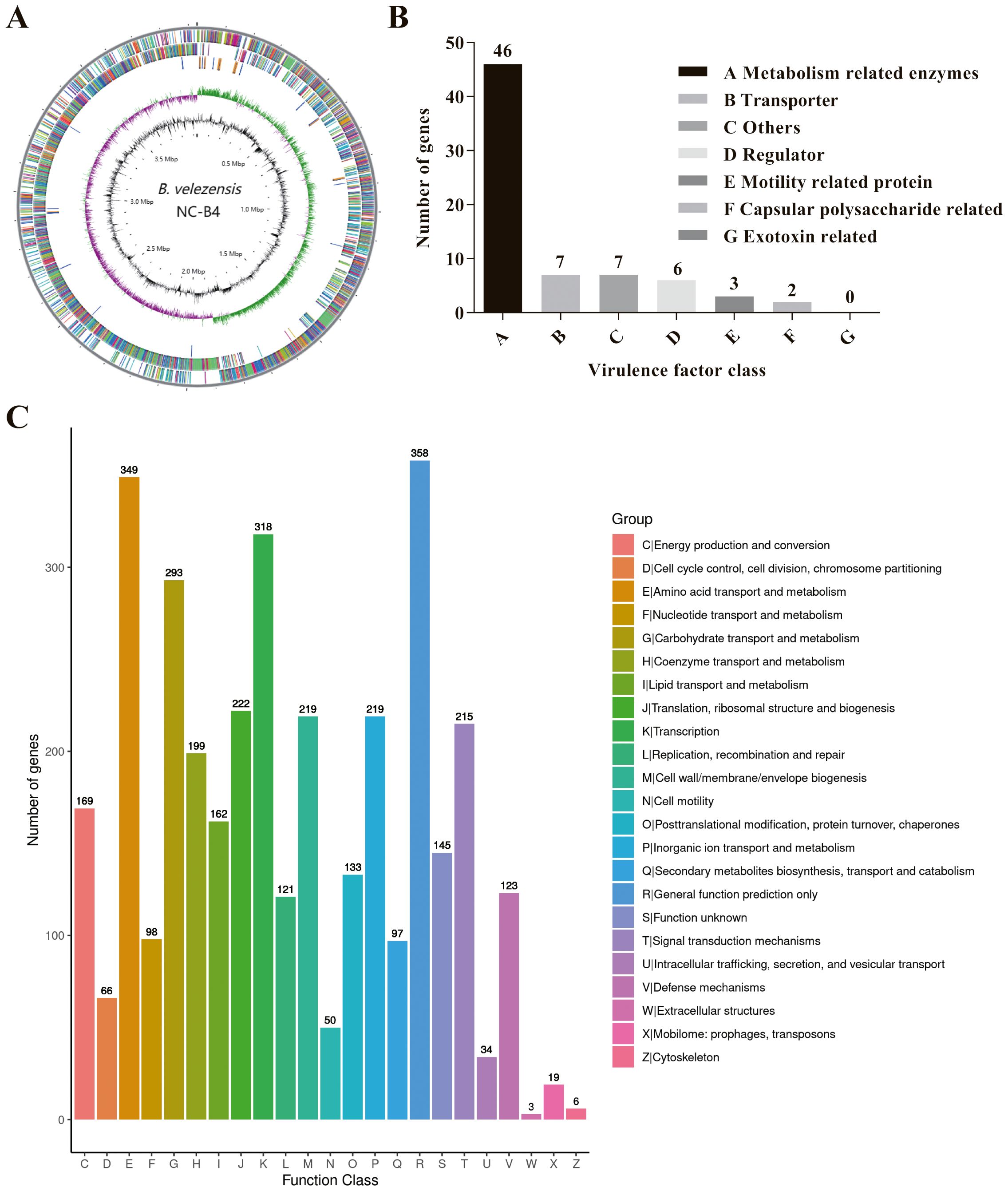 (A) Circular genome map of B. velezensis NC-B4, showing genetic features in color-coded rings. (B) Bar chart displaying the number of genes for each virulence factor class, with metabolism-related enzymes having the highest count. (C) Colorful bar chart indicating the number of genes in various function classes, with energy production and conversion having the highest number.