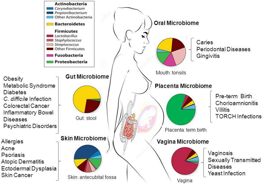 Frontiers Human Microbiomes And Their Roles In Dysbiosis Common