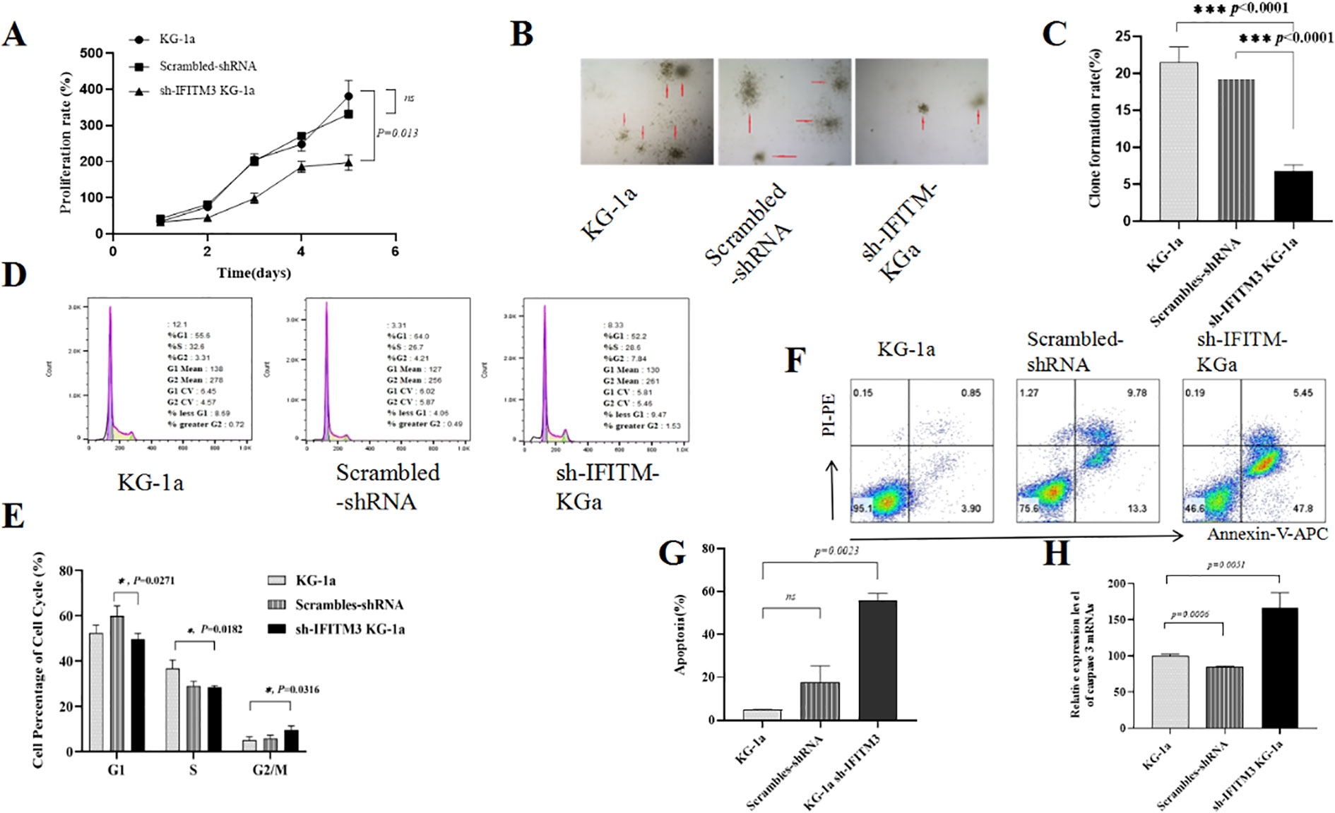 A composite image showing multiple panels of experimental data. Panel A is a line graph depicting the proliferation rate of KG-1a, Scrambled-shRNA, and sh-IFITM3 KG-1a over time, indicating a significant difference at day 4. Panel B displays three microscope images of cell formations for each experimental group. Panel C is a bar graph comparing clone formation rates, showing a significant reduction in sh-IFITM3 KG-1a. Panel D contains histograms of cell cycle distributions for each group. Panel E is a bar graph illustrating cell percentage across different cell cycle phases. Panel F includes flow cytometry dot plots for apoptosis analysis. Panels G and H are bar graphs showing apoptotic percentage and relative expression of caspase mRNA, respectively, highlighting increased apoptosis in sh-IFITM3 KG-1a.