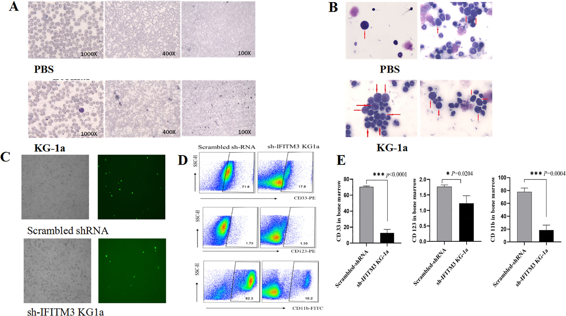 Research images showing the effects of sh-IFITM3 on KG-1a cells. Panel A displays microscopy images at 1000X, 400X, and 100X magnifications for PBS and KG-1a treatment groups. Panel B shows cell morphology with arrows indicating specific features. Panel C presents fluorescence images comparing scrambled shRNA and sh-IFITM3 KG-1a treatments. Panel D includes flow cytometry graphs of CD33-PE, CD123-PE, and CD11b-FITC markers, showing shifts in cellular populations. Panel E depicts bar graphs quantifying CD33, CD123, and CD11b expression levels with statistical significance markers (p-values).