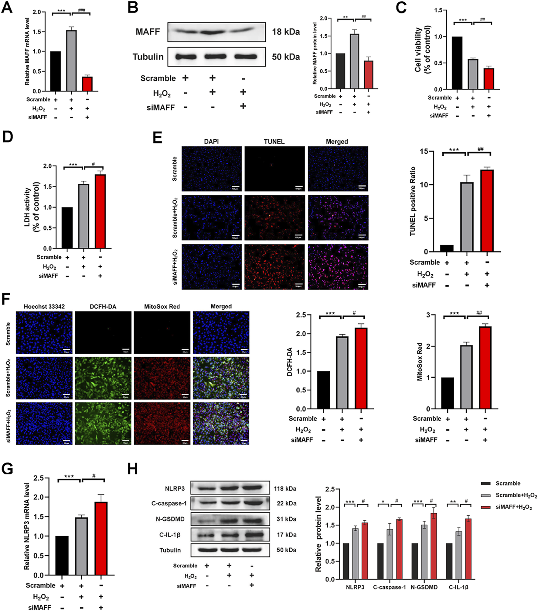 Panels display various experiments analyzing MAFF and NLRP3 expression, cell viability, and oxidative stress in cells treated with scramble, hydrogen peroxide, or siMAFF. Panel A shows a bar graph of MAFF mRNA levels. Panel B includes a western blot with corresponding protein quantification. Panel C depicts a cell viability graph. Panel D shows LDH activity levels. Panel E features TUNEL assay images with quantification. Panel F displays DCFH-DA and MitoSox Red staining images with graphs. Panel G presents NLRP3 mRNA levels, and Panel H contains a western blot for NLRP3, caspase-1, and other proteins with bar graph quantification.