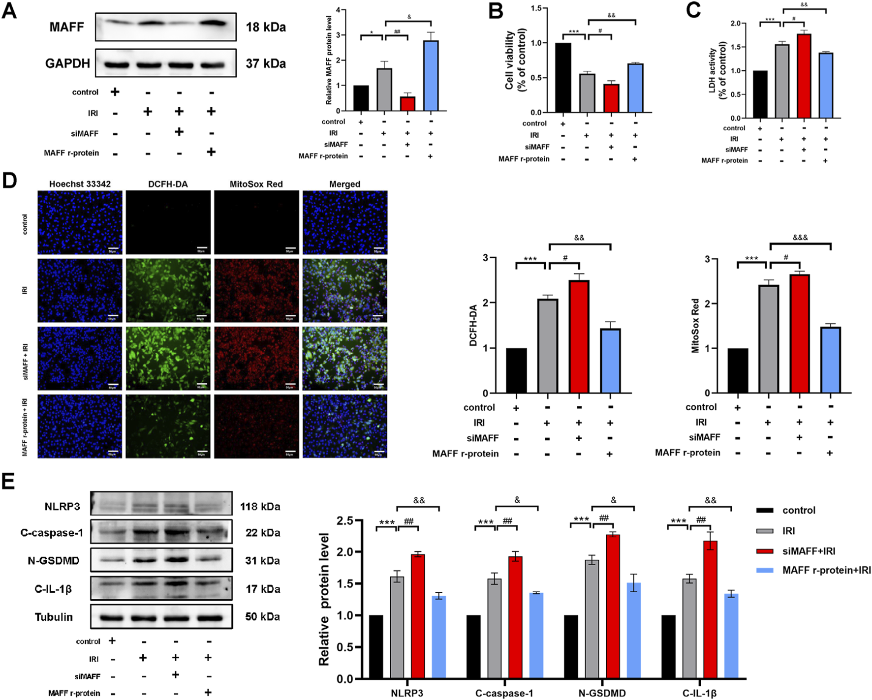 Western blot and bar graphs display the effects of various treatments on protein levels and cell viability. Panel A shows MAFF and GAPDH bands with a corresponding bar graph indicating relative MAFF protein levels across different conditions. Panel B illustrates cell viability percentages, and Panel C shows LDH activity, both under different experimental conditions. Panel D presents fluorescent images of stained cells under different treatments, with associated bar graphs quantifying DCFH-DA and MitoSox Red signals. Panel E depicts western blot bands and a bar graph for NLRP3, C-caspase-1, N-GSDMD, and C-IL-1β protein levels. Statistical significance is indicated.