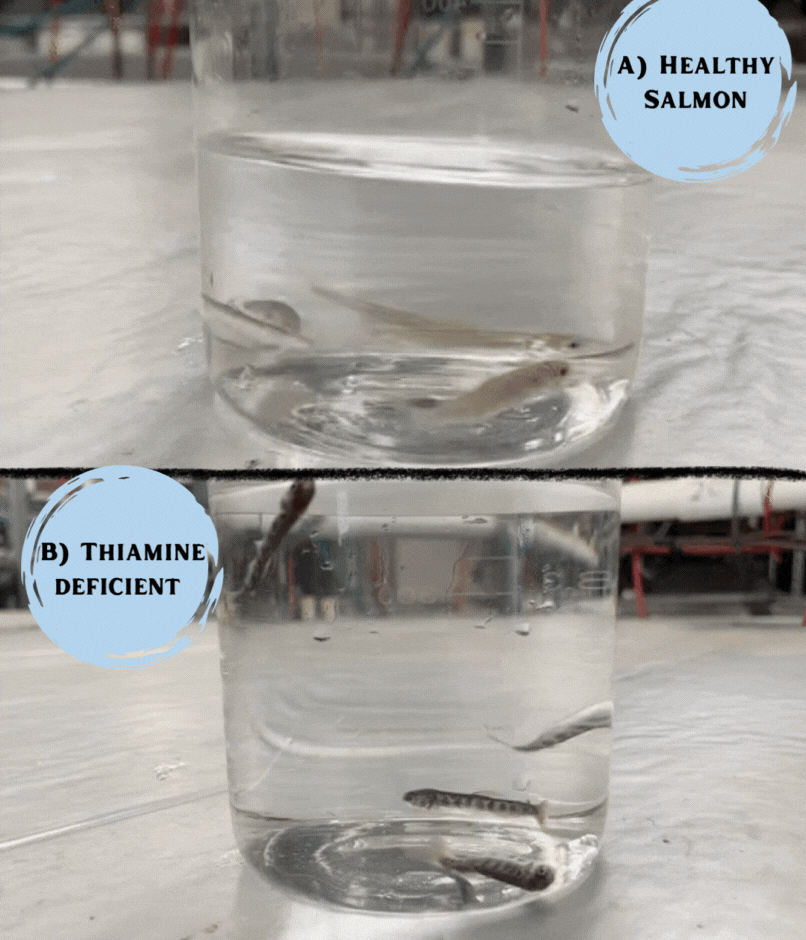 GIF comparison of two glass beakers containing juvenile salmon. One jar, with a label indicating "Healthy Juvenile Salmon," contains several fish calmly floating at the bottom of the beaker. The other jar, labeled "Thiamine Deficient Juvenile Salmon," contains several fish displaying signs of deficiency such as erratic and corkscrew swimming. The background is a laboratory setting.