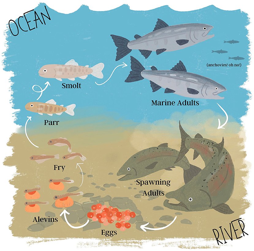 Illustration of the salmon life cycle transitioning from river to ocean and back. It begins with eggs in the river, followed by alevins, fry and parr. As it transitions to the ocean, they become smolt and then into marine adults. In the background of the ocean, there are shadows of anchovies with the caption "Anchovies! Oh no!." The cycle ends with spawning adults returning to the river. Arrows indicate the progression between these stages.