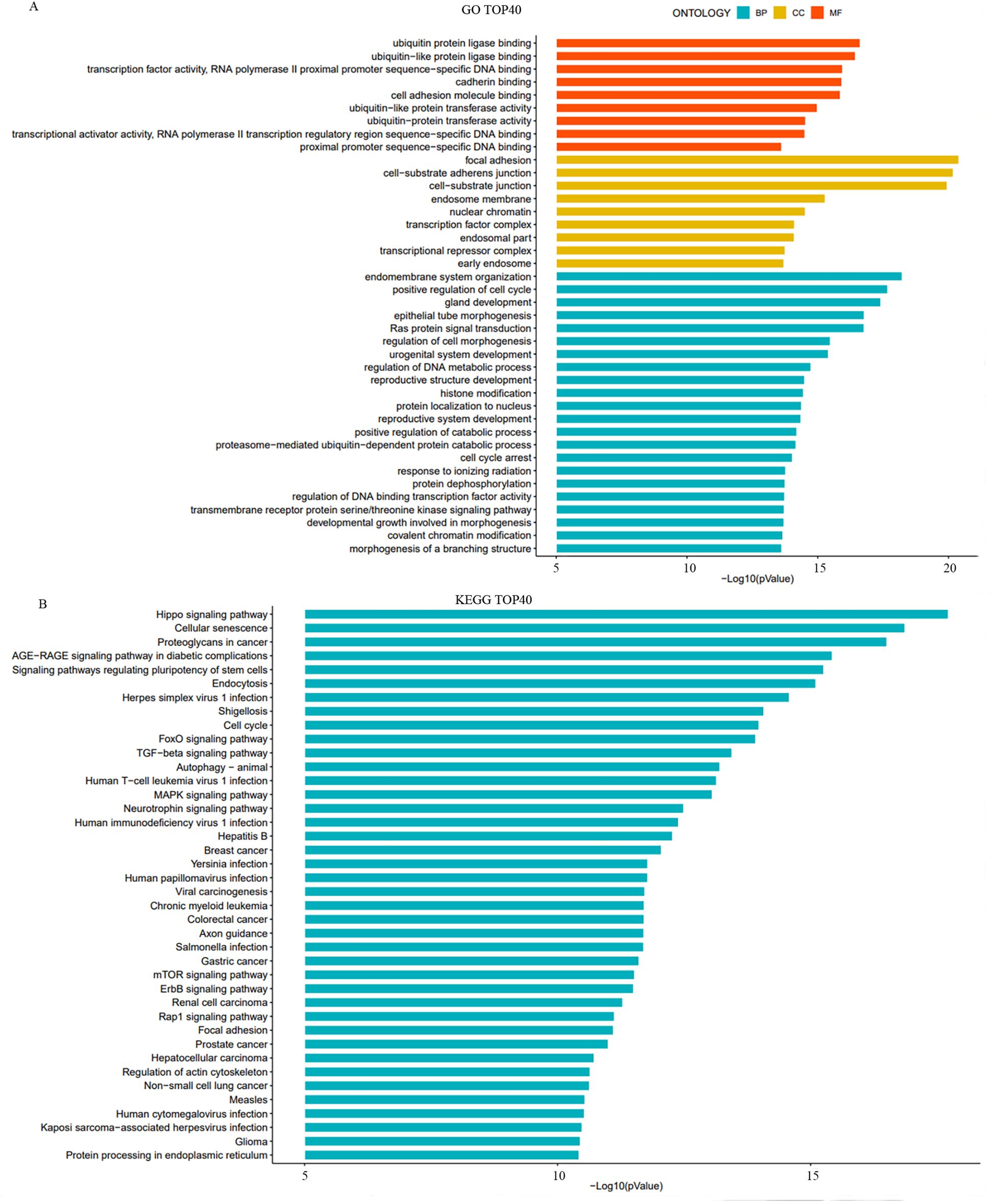 Two bar charts labeled A and B. Chart A shows the top 40 Gene Ontology (GO) terms, categorized by ontology: BP (blue), CC (yellow), and MF (red). The bars represent -Log10(P-value). Chart B presents the top 40 KEGG pathways, with all bars in blue, similarly measured by -Log10(P-value). Both charts highlight significant biological processes and pathways.